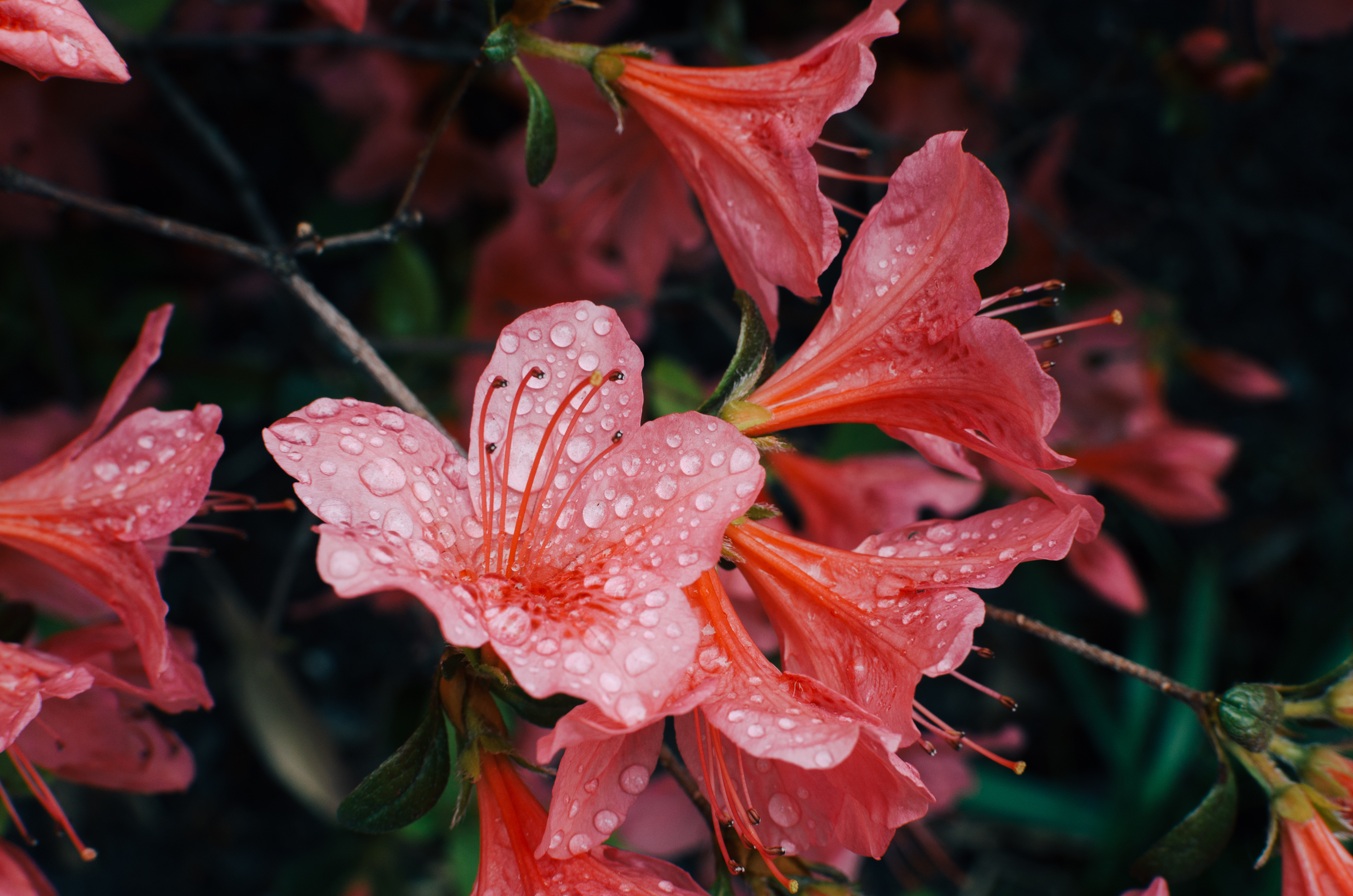 Laden Sie das Drops, Knospe, Bud, Blütenblätter, Blumen-Bild kostenlos auf Ihren PC-Desktop herunter