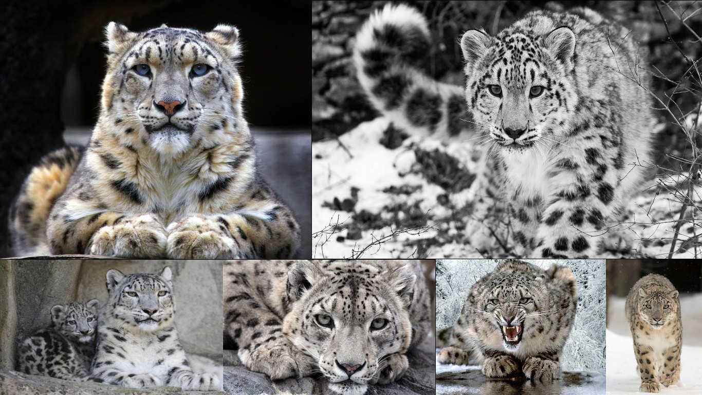 Laden Sie das Tiere, Schneeleopard-Bild kostenlos auf Ihren PC-Desktop herunter