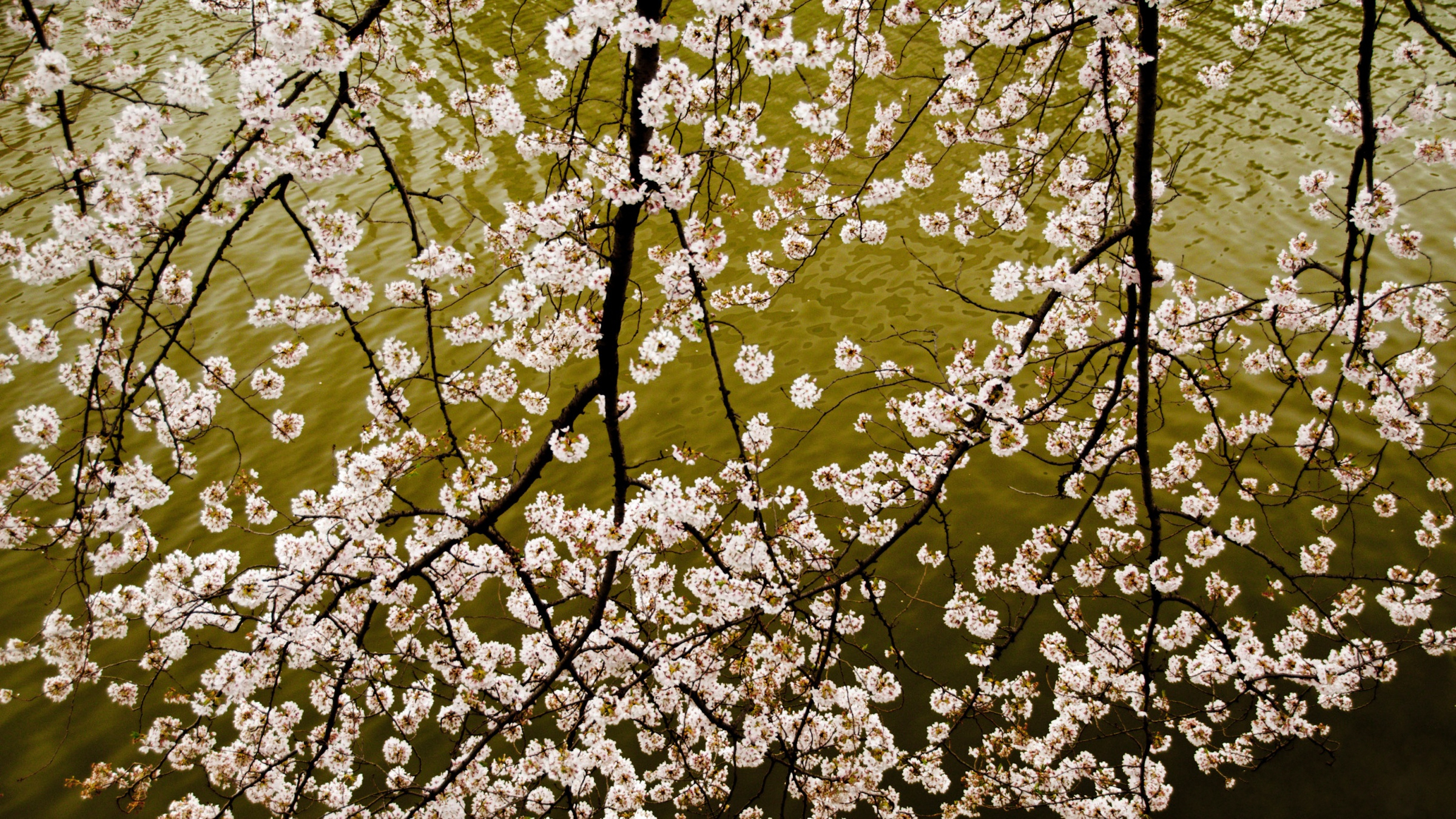 Baixar papel de parede para celular de Natureza, Flores, Flor, Floração, Ramo, Terra/natureza, Sakura Flor gratuito.