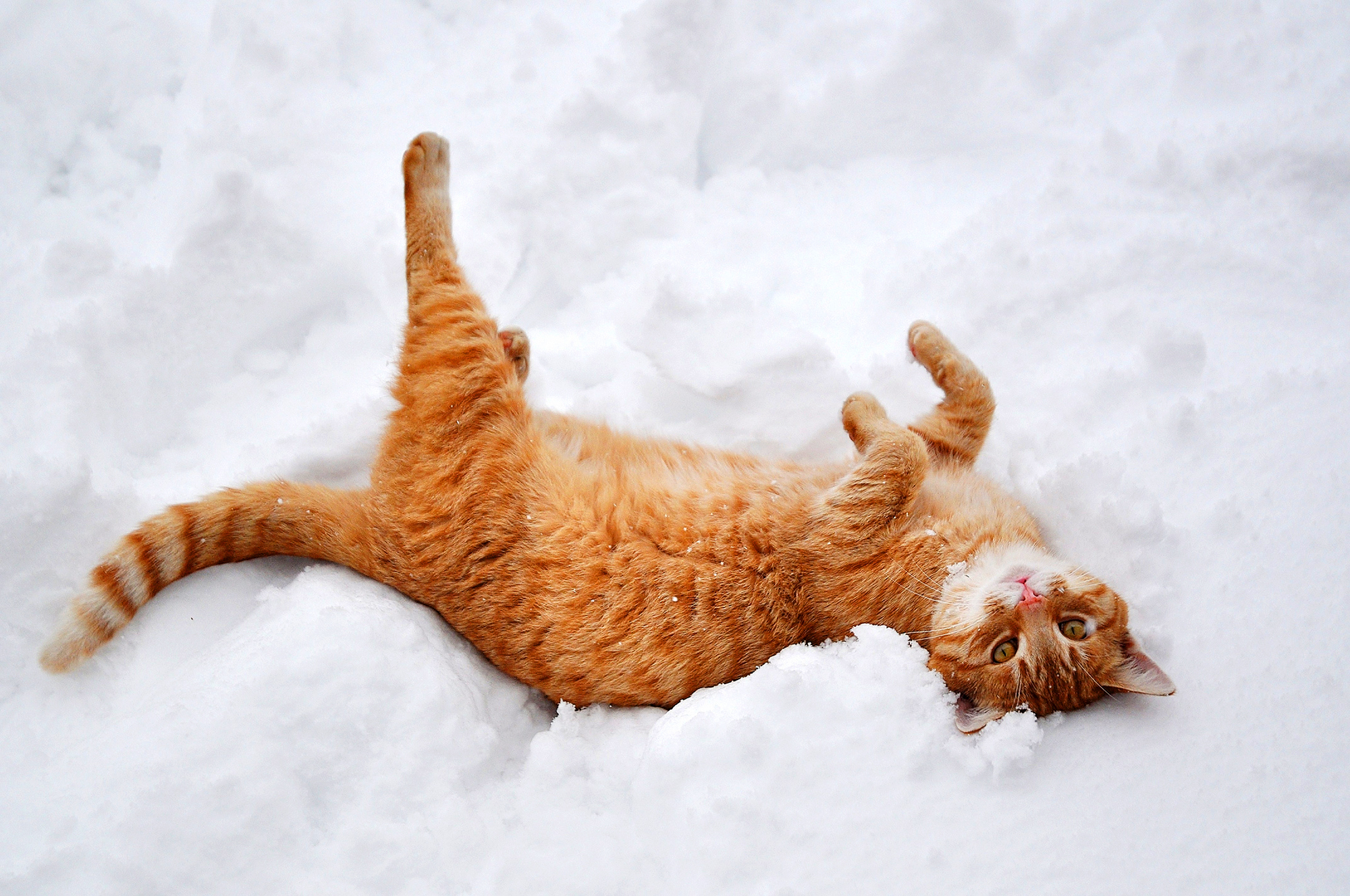 Free download wallpaper Animals, Nature, Lies, Redhead, Paws, Winter, Snow, Cat on your PC desktop
