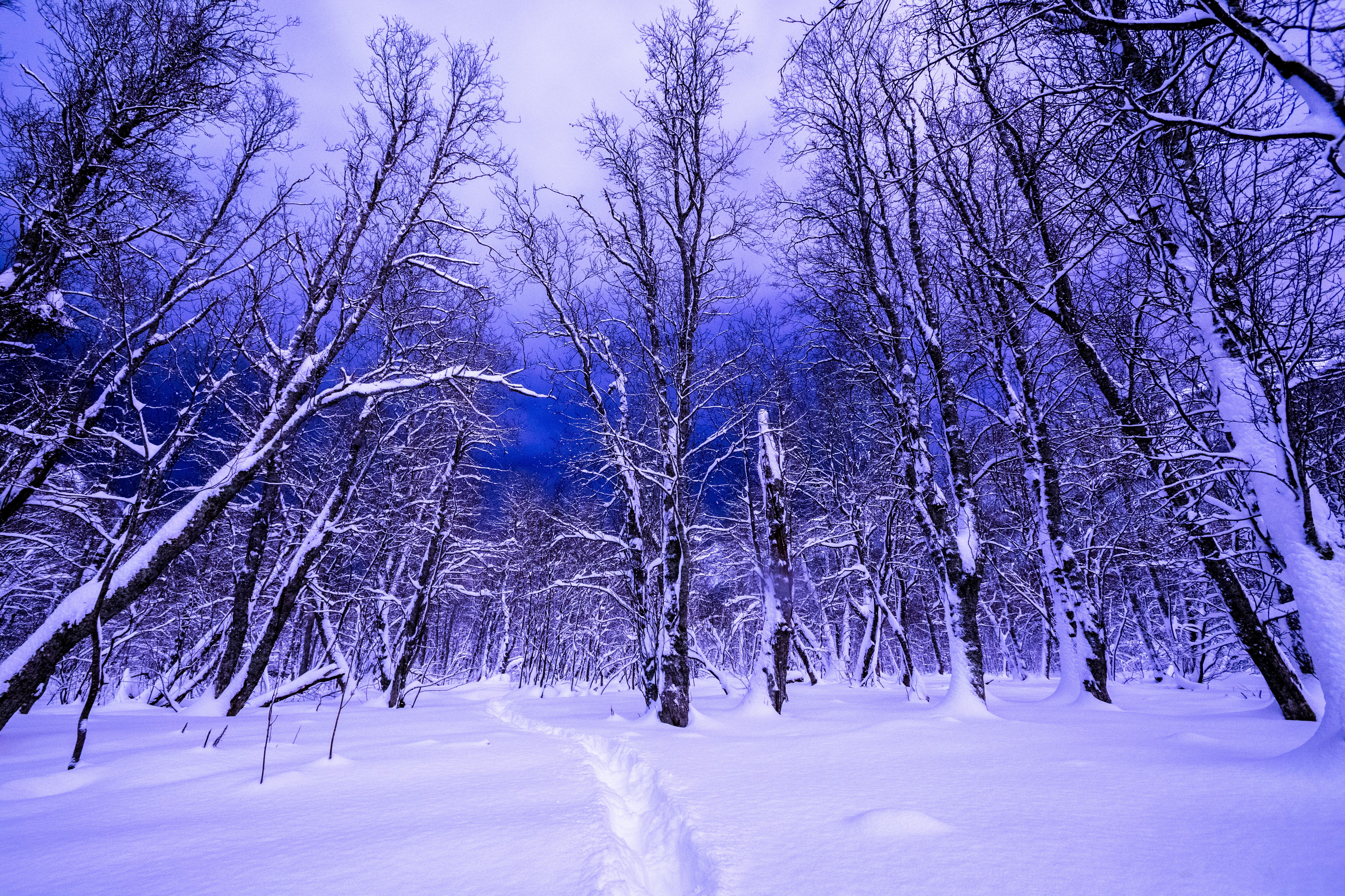 Baixar papel de parede para celular de Inverno, Céu, Neve, Floresta, Árvore, Terra/natureza gratuito.