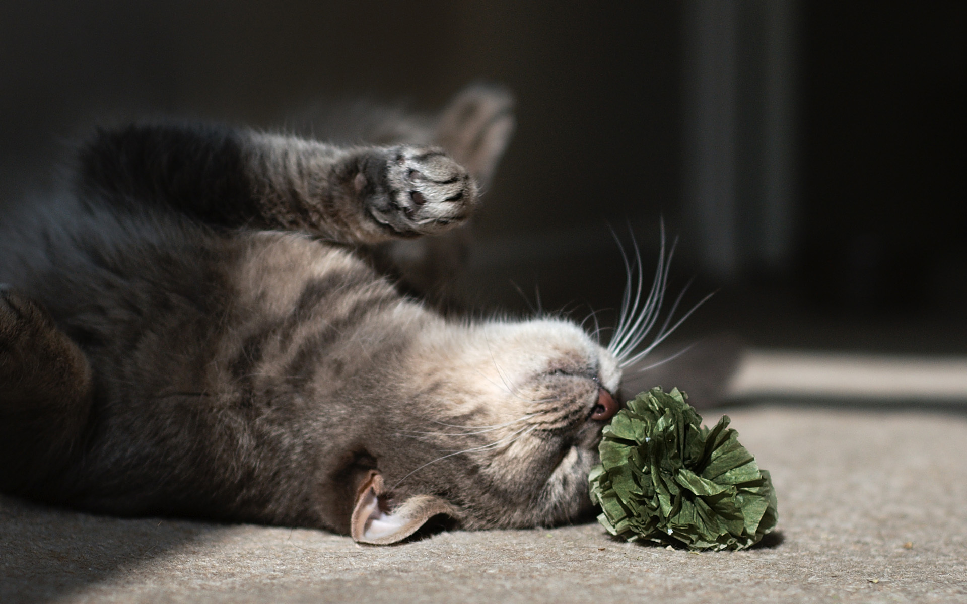 Baixe gratuitamente a imagem Animais, Gatos, Gato na área de trabalho do seu PC