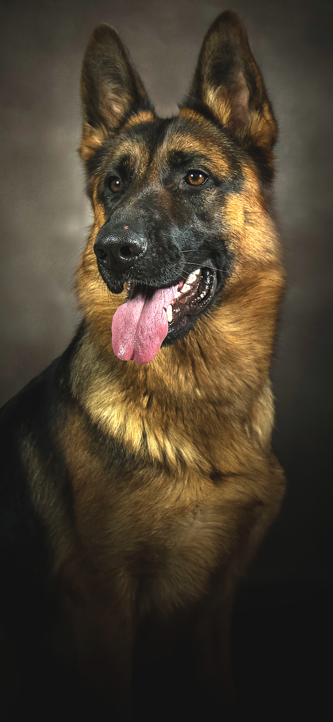 Download mobile wallpaper Dogs, Dog, Animal, Portrait, German Shepherd for free.