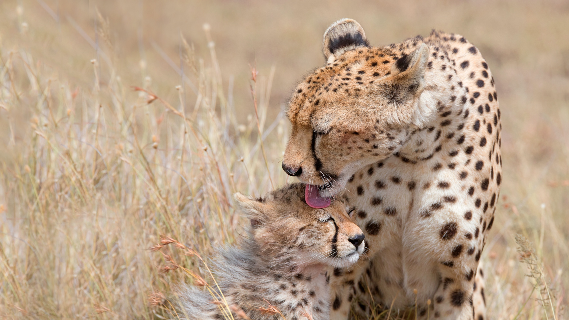 Handy-Wallpaper Tiere, Katzen, Gepard, Tierbaby, Jungtier kostenlos herunterladen.