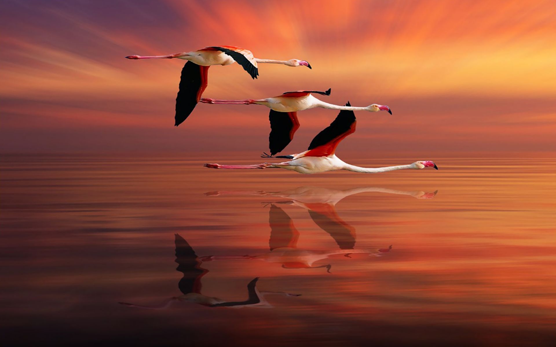 Handy-Wallpaper Tiere, Vögel, Flamingo, Vogel, Fliegend, Spiegelung kostenlos herunterladen.
