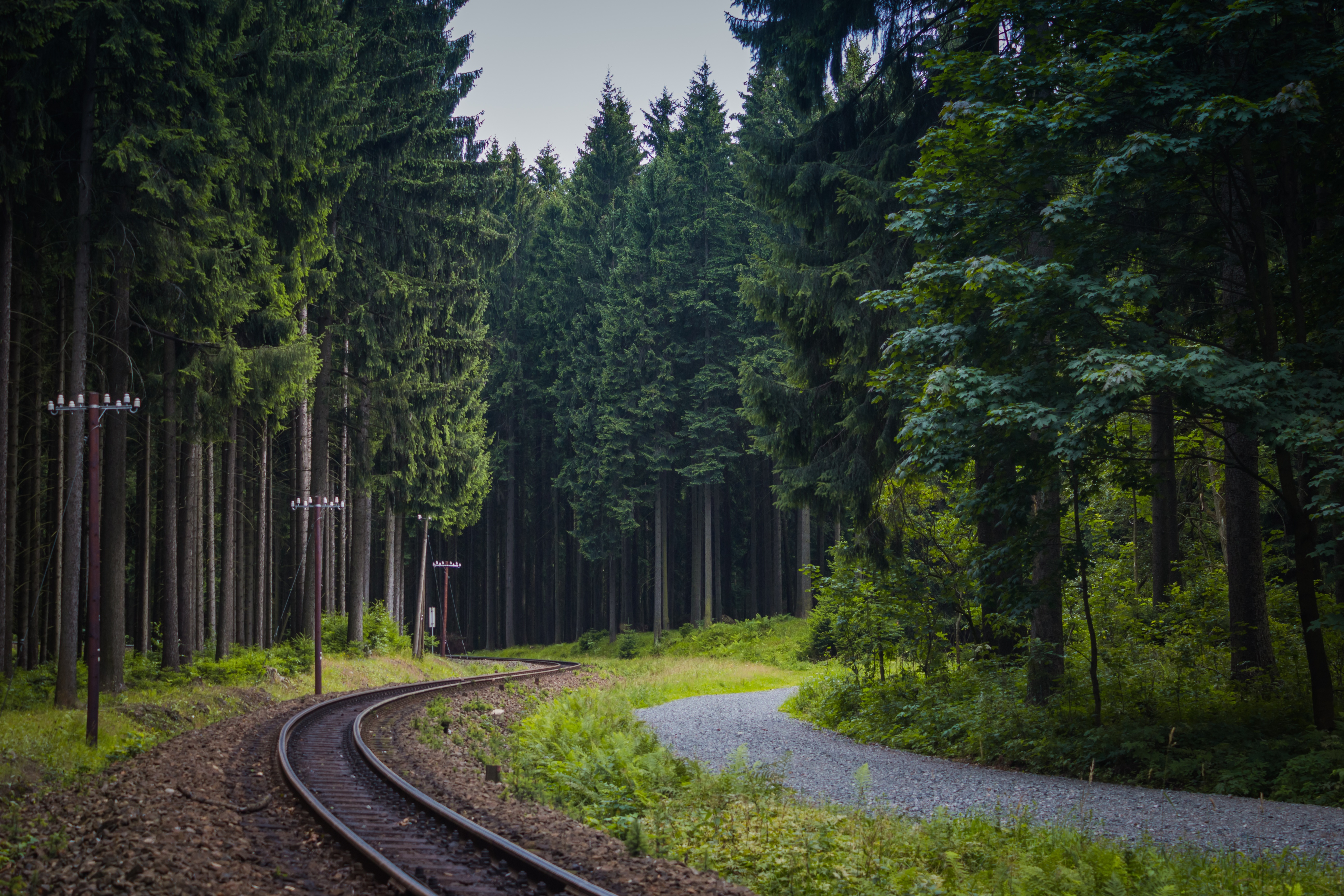 railway, trees, nature, forest 4K