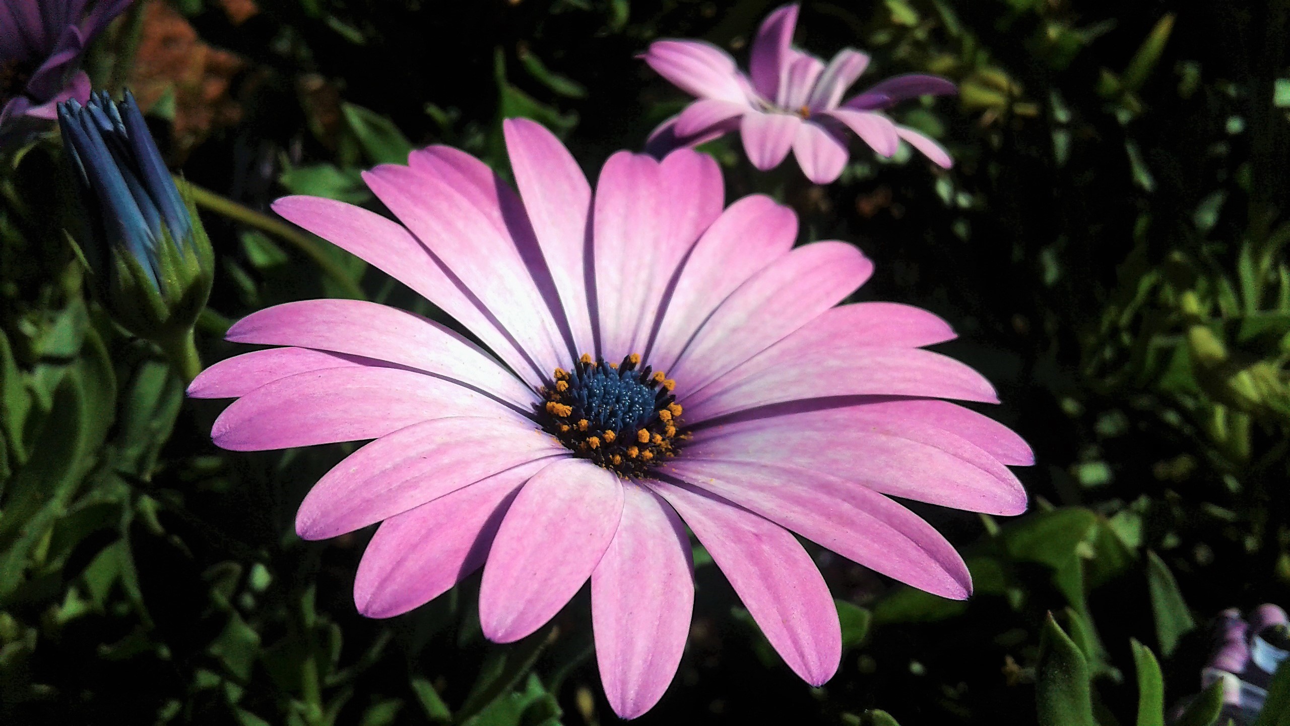 PCデスクトップに花, 地球, デイジー, アフリカンデイジー, 紫色の花画像を無料でダウンロード