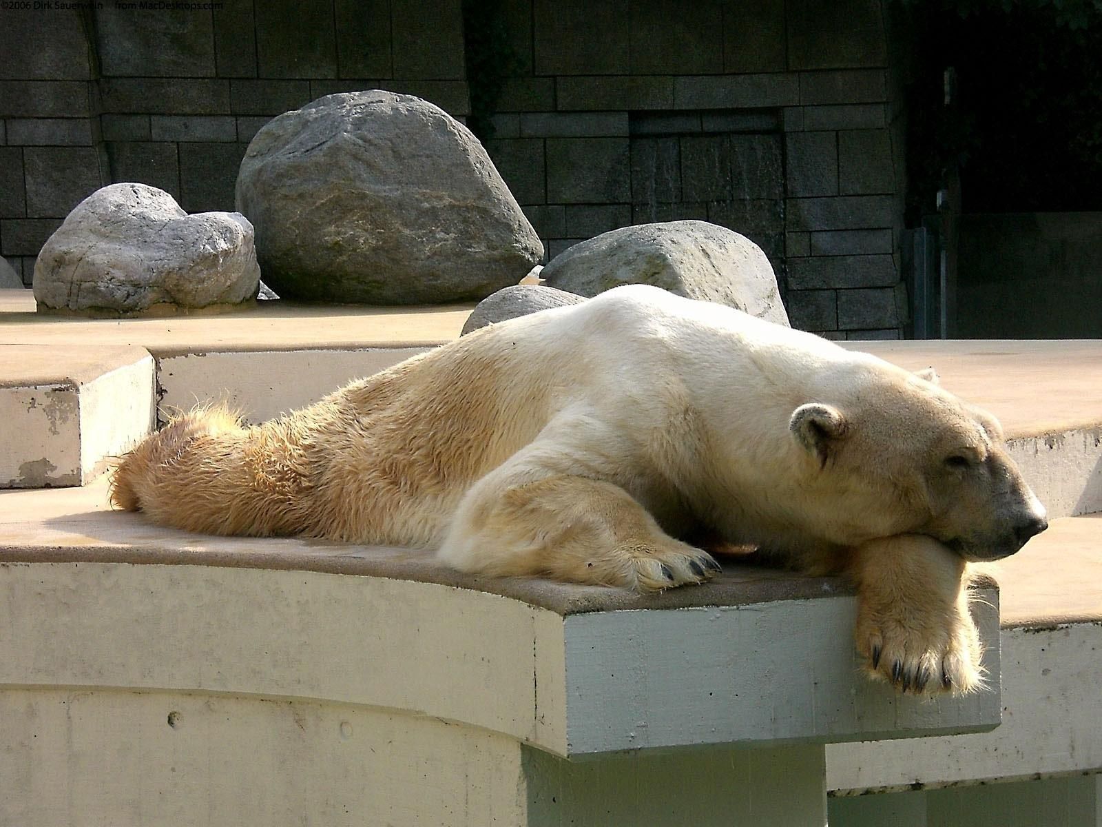 animals, stones, to lie down, lie, sleep, dream, sleeping, polar bear, asleep, reserve