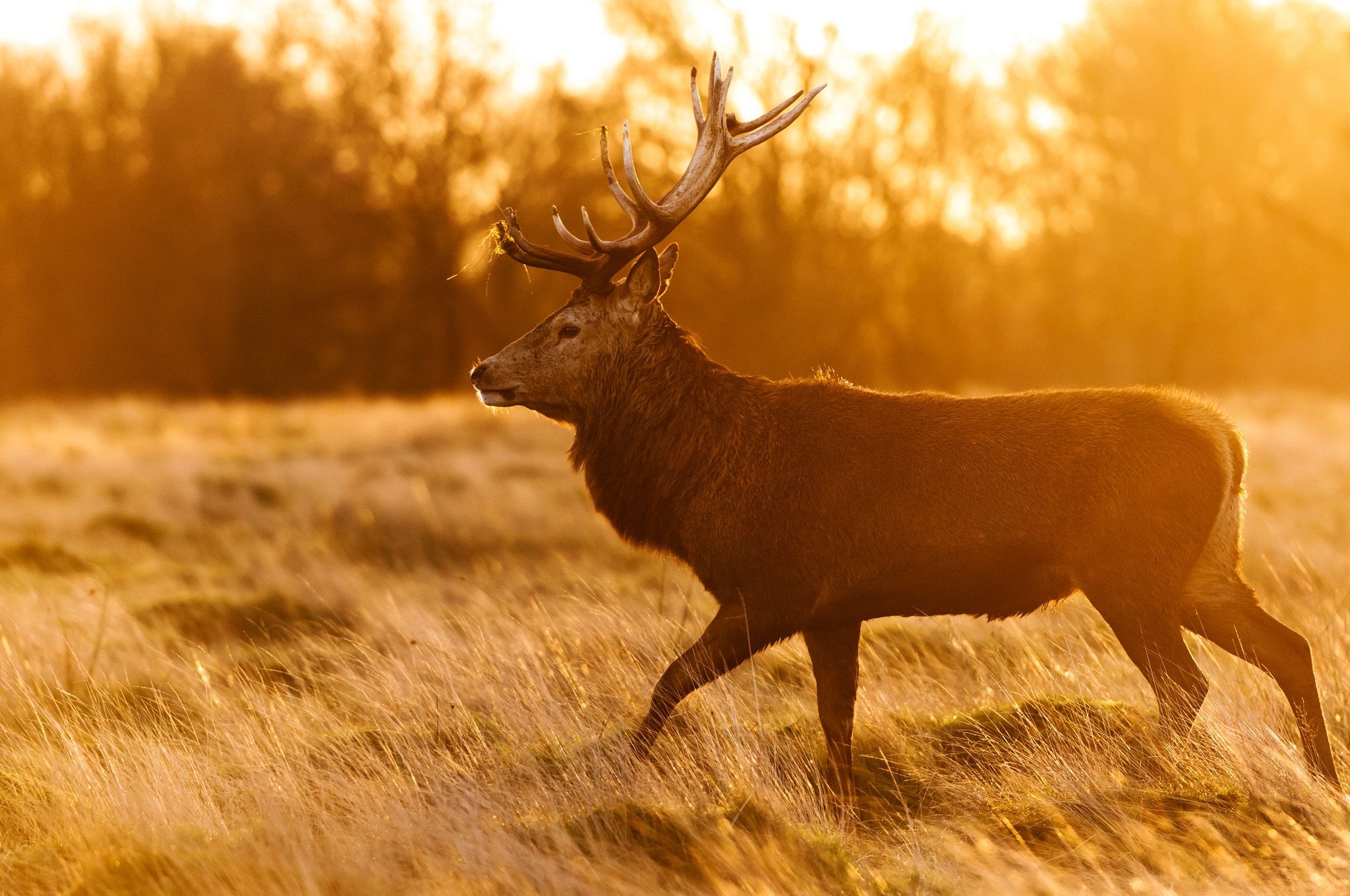 Free download wallpaper Grass, Animal, Deer, Sunny on your PC desktop