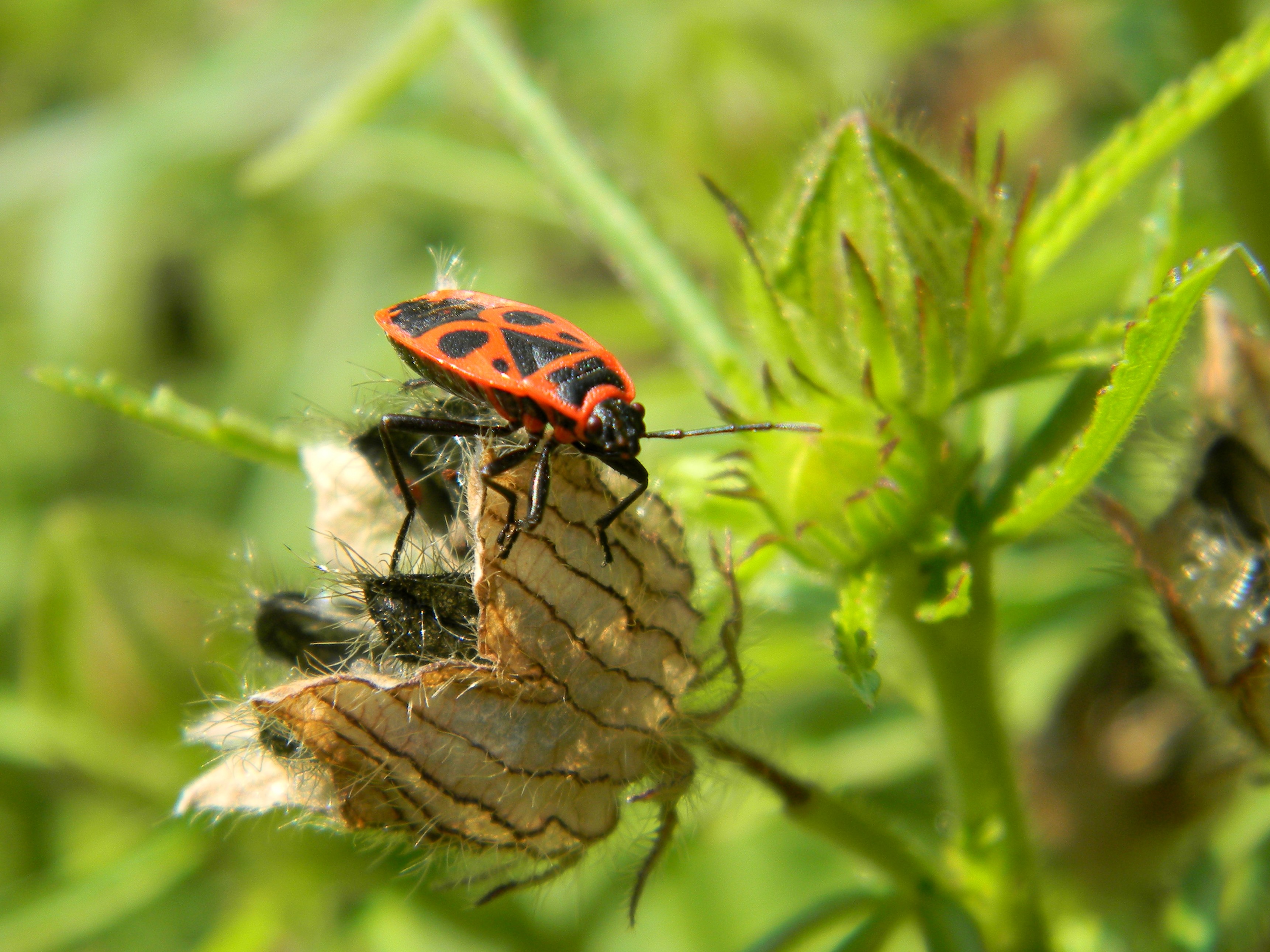 Téléchargez des papiers peints mobile Animaux, Insecte gratuitement.