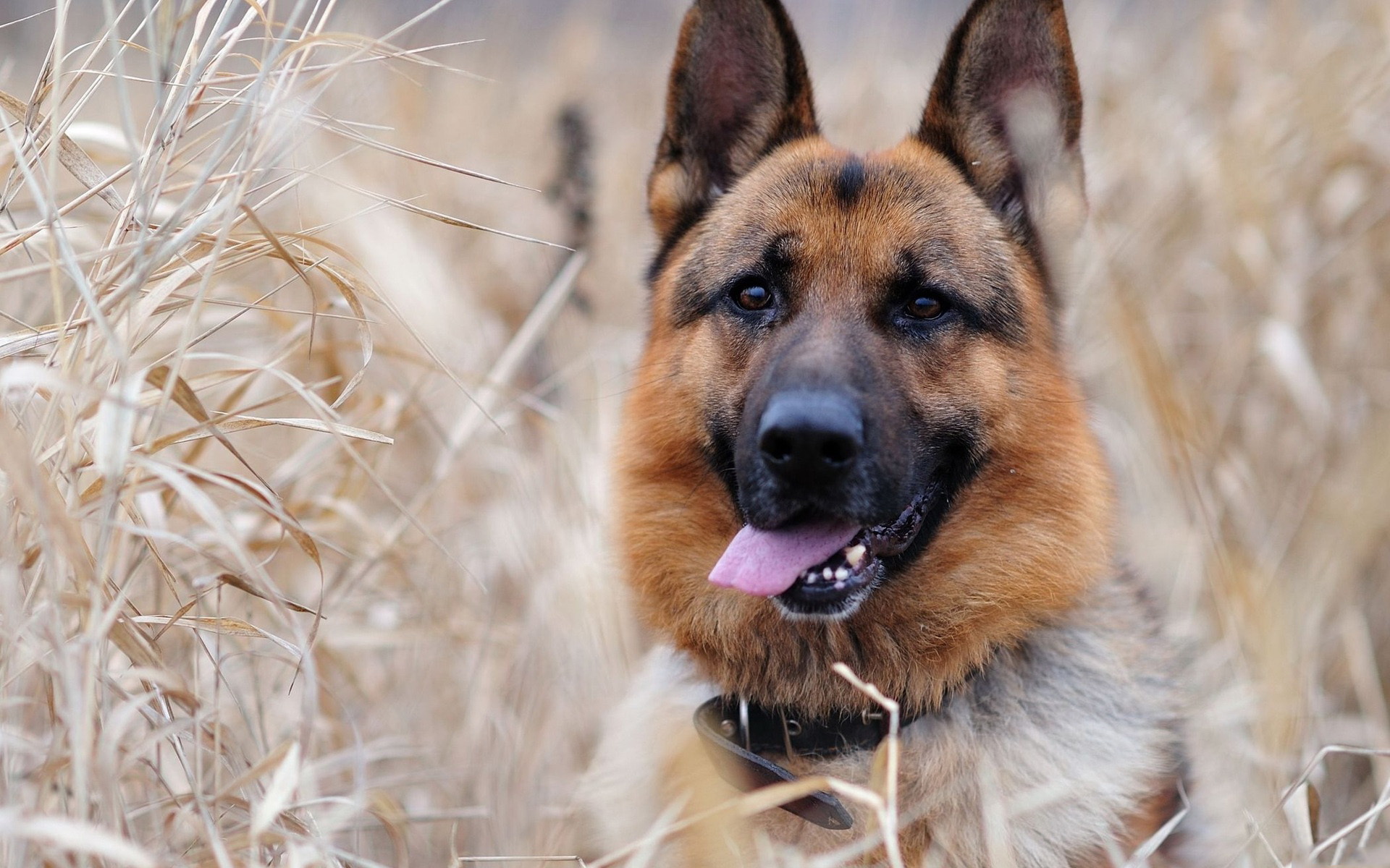 Téléchargez des papiers peints mobile Animaux, Chiens, Chien, Berger Allemand gratuitement.