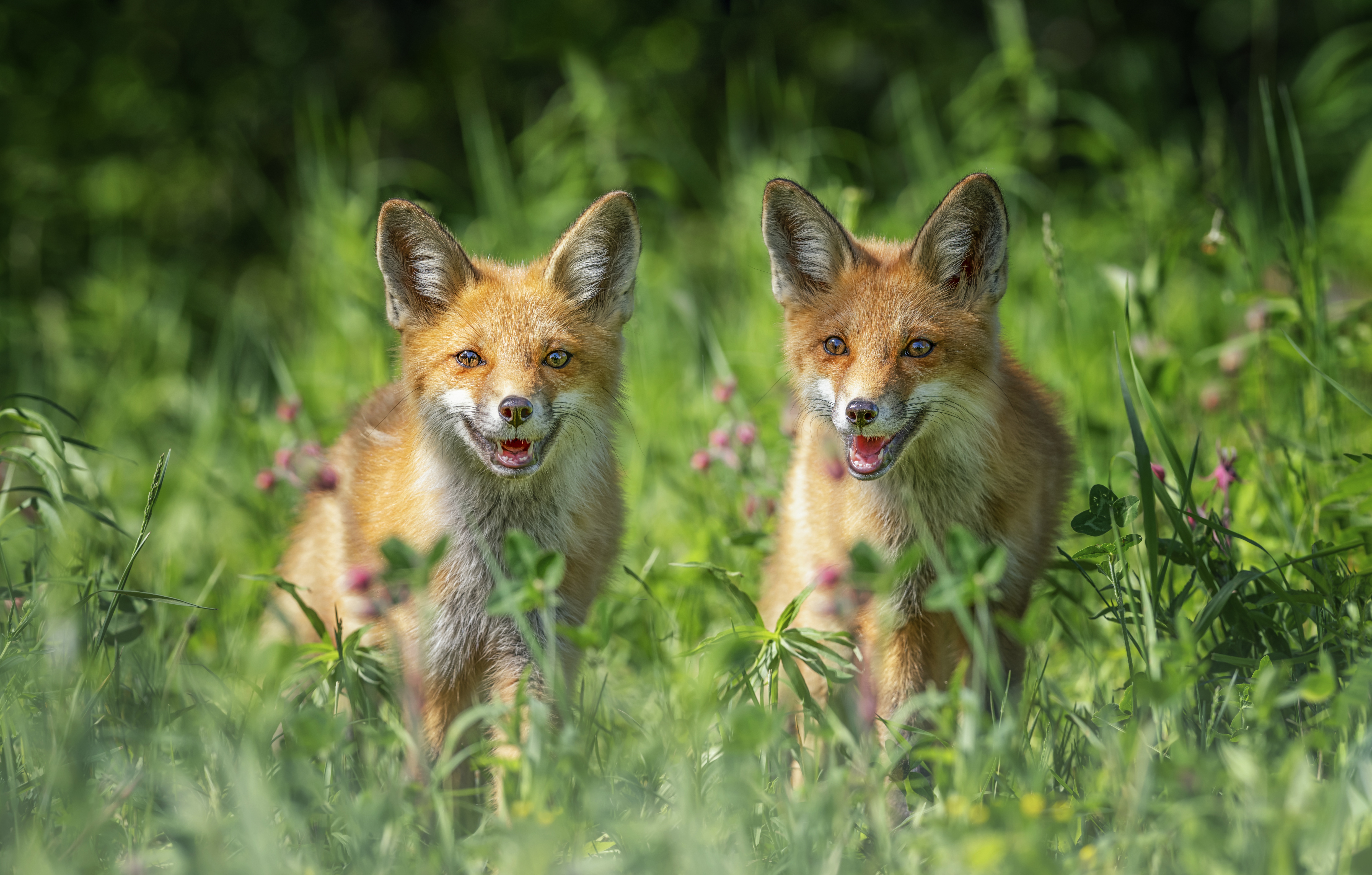 Download mobile wallpaper Grass, Fox, Animal for free.