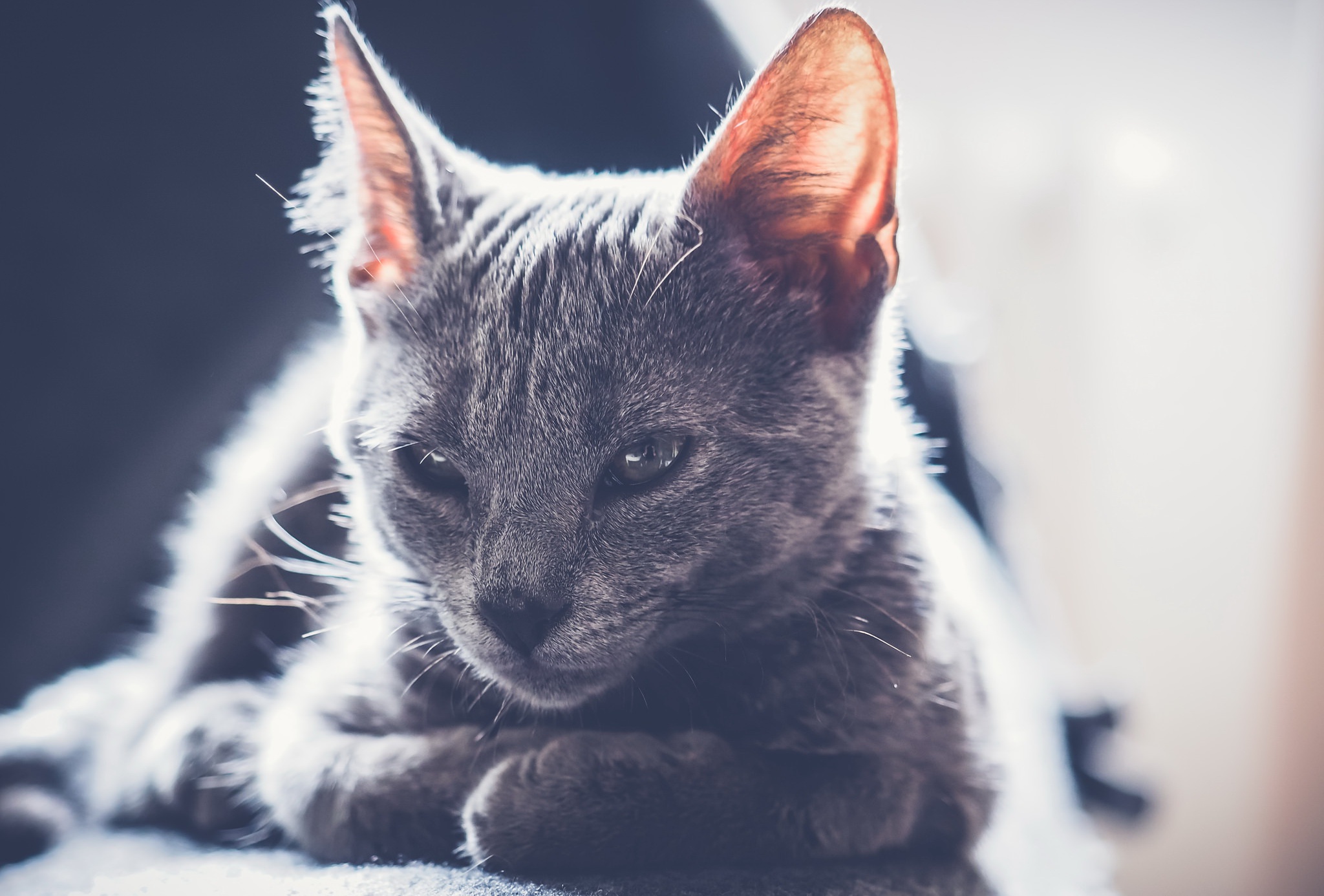 Baixe gratuitamente a imagem Animais, Gatos, Gato, Ensolarado na área de trabalho do seu PC