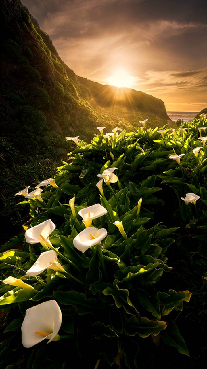 Download mobile wallpaper Flowers, Sunset, Flower, Earth, Calla Lily for free.