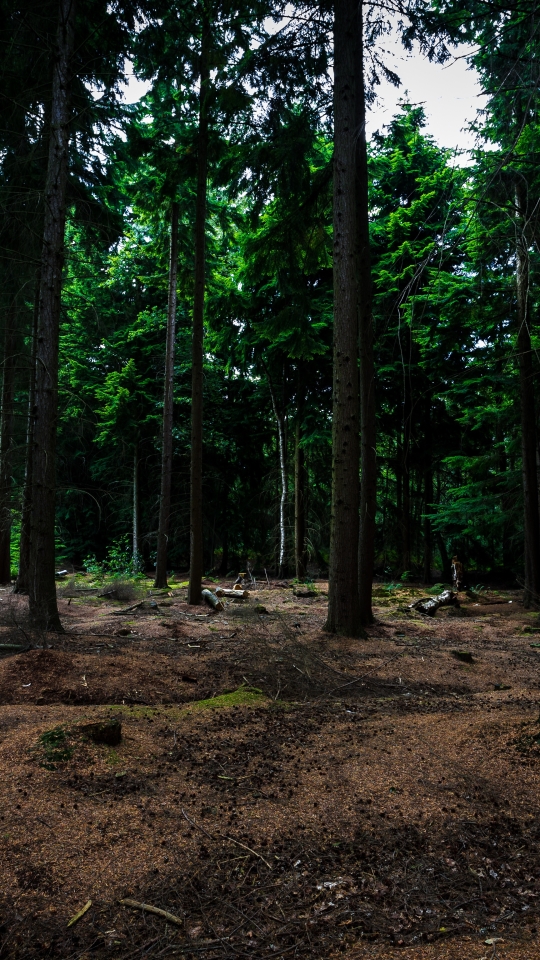 Descarga gratuita de fondo de pantalla para móvil de Naturaleza, Bosque, Árbol, Tierra/naturaleza.