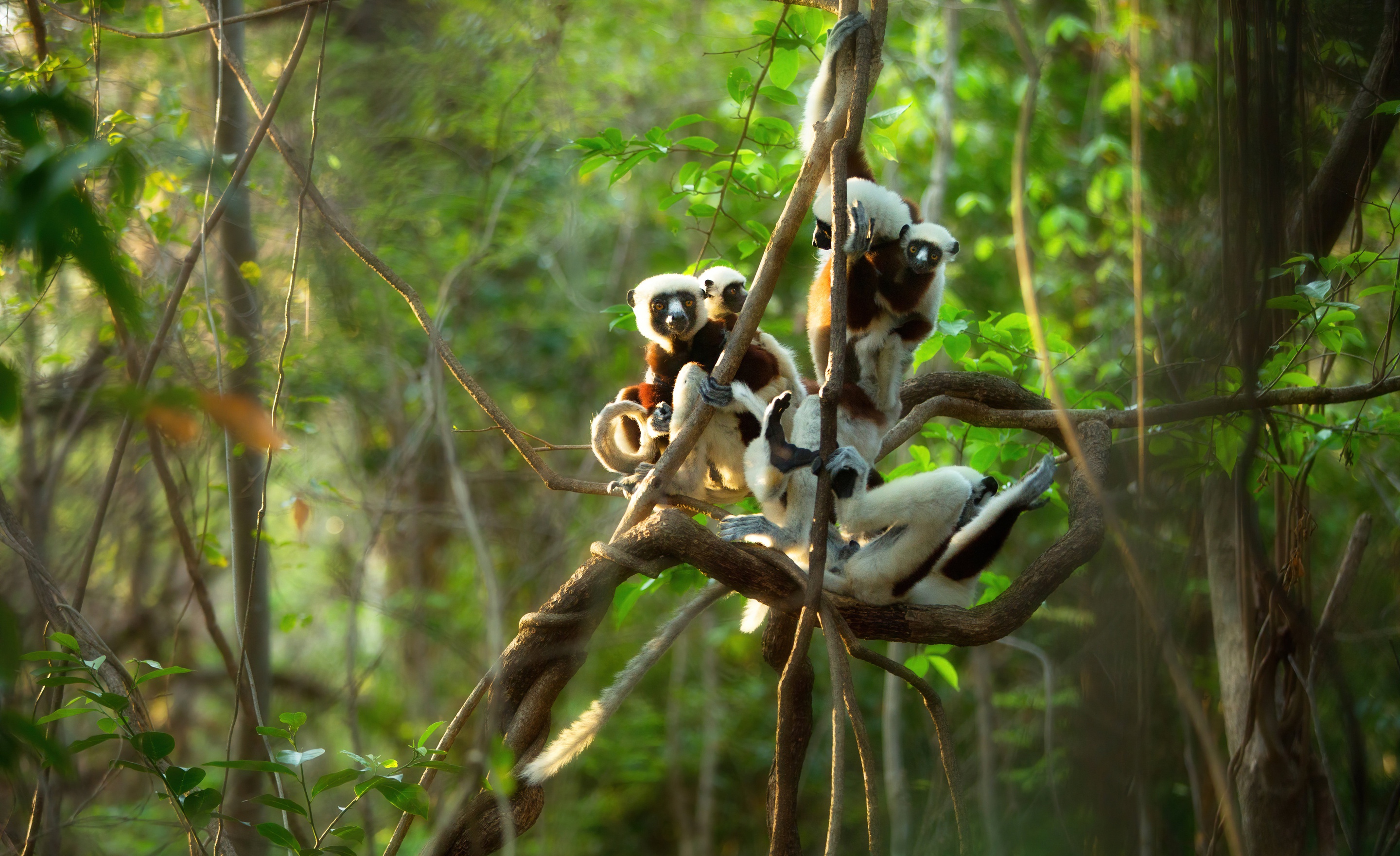 Descarga gratuita de fondo de pantalla para móvil de Animales, Monos, Lémur.