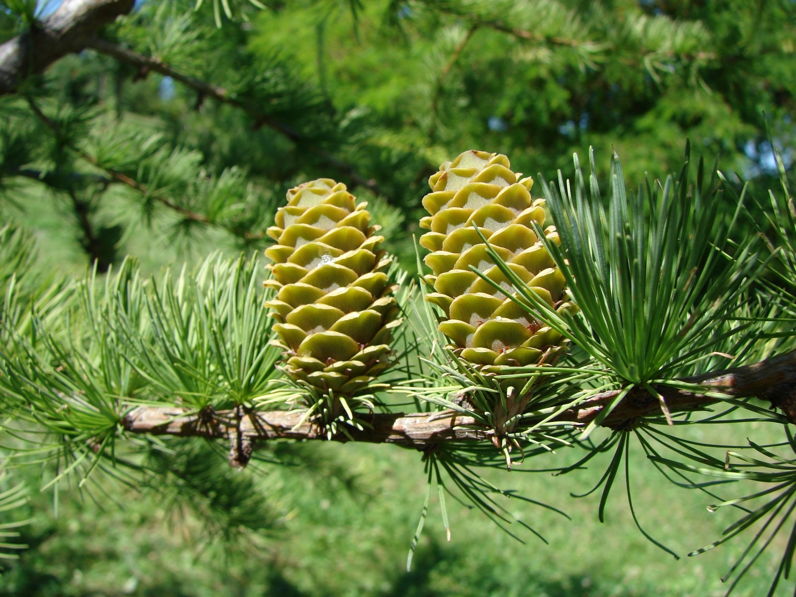 Download mobile wallpaper Needle, Cones, Pine, Plants, Trees for free.