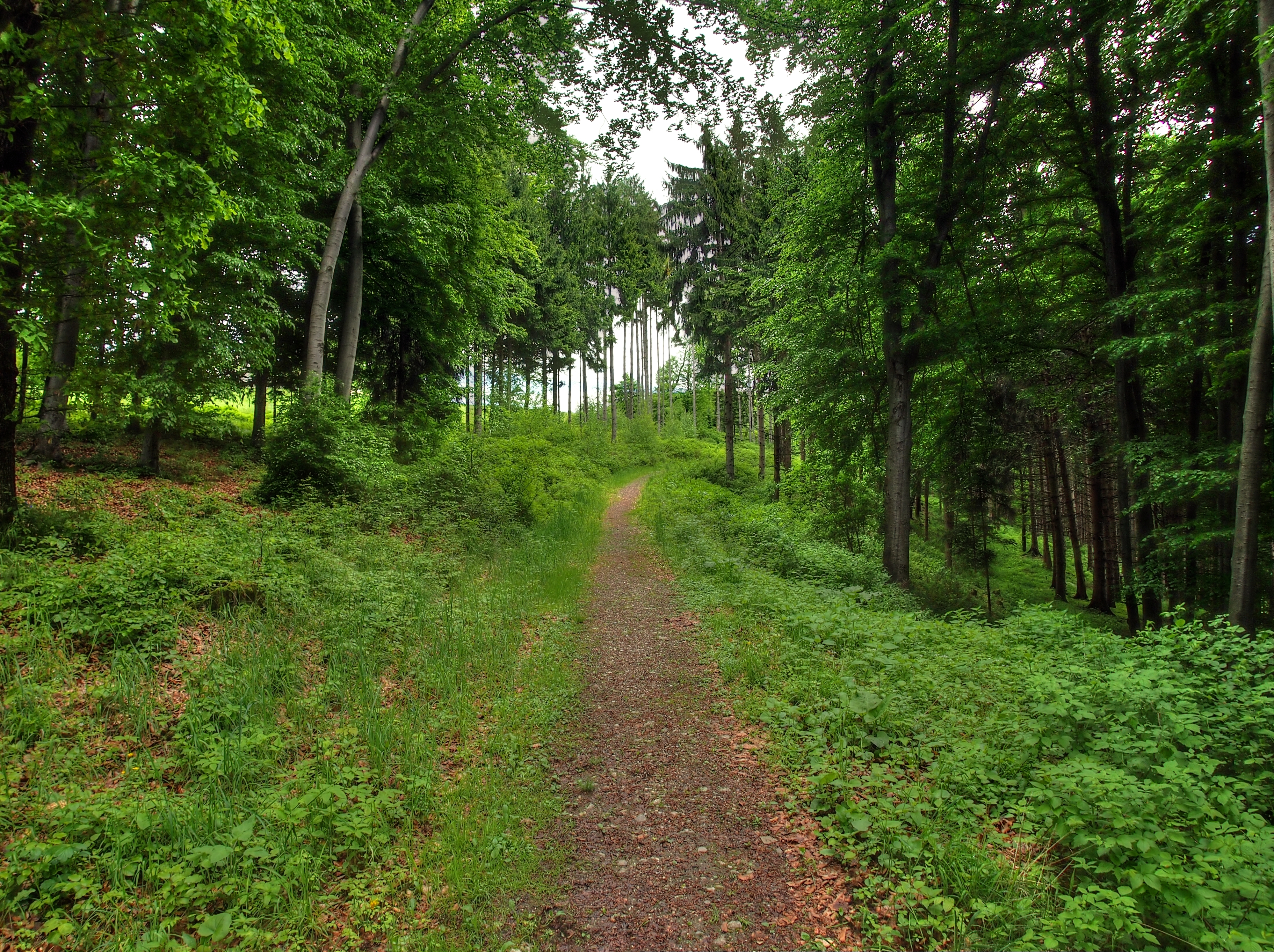 landscape, nature, forest, path HD for desktop 1080p