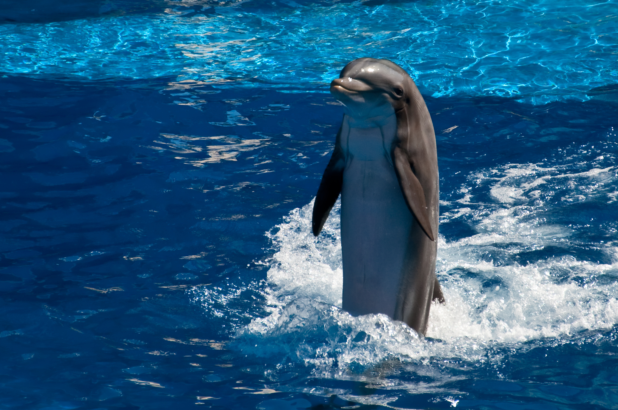 Free download wallpaper Animal, Dolphin, Bottlenose Dolphin on your PC desktop