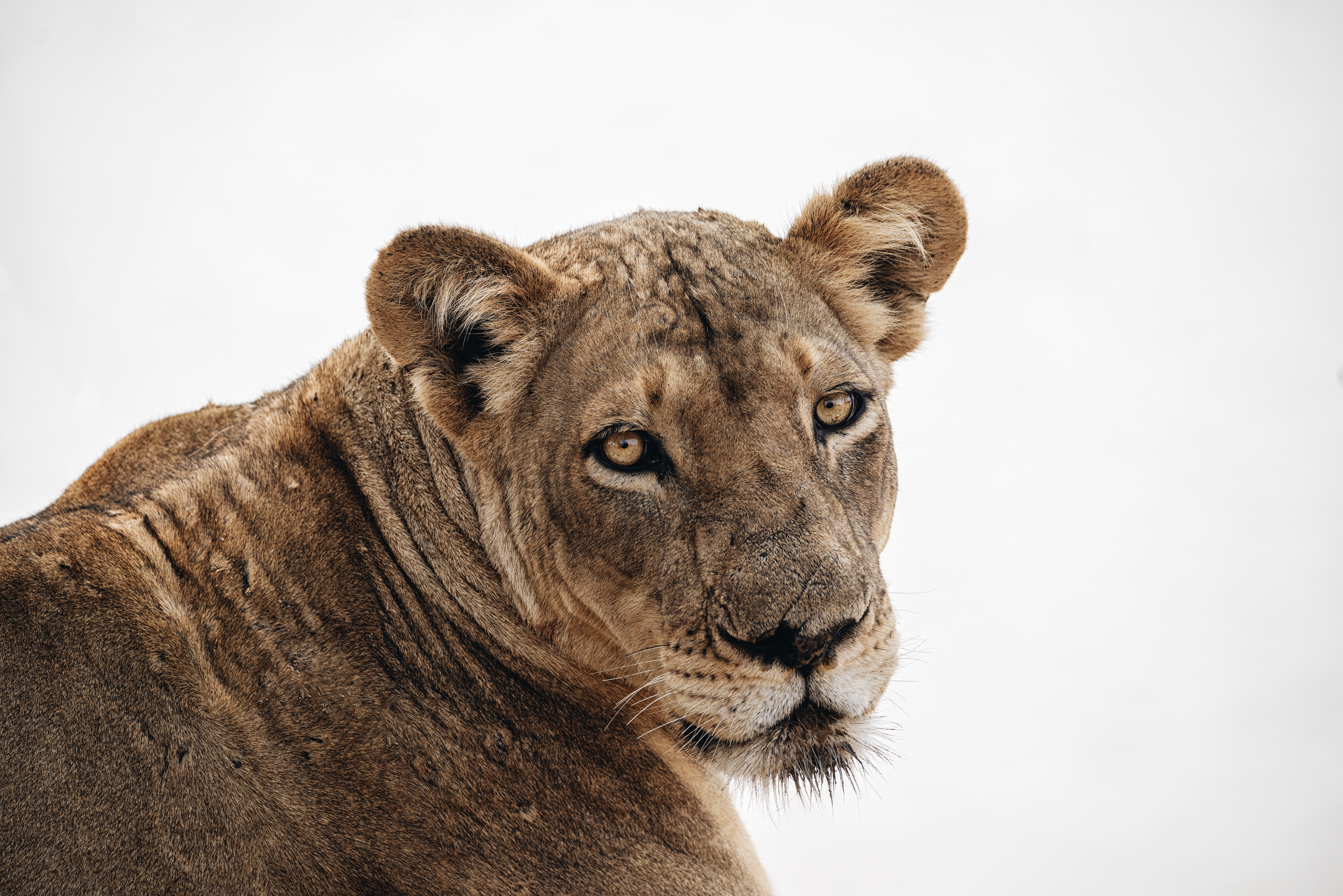 1537297 télécharger l'image animaux, lion, lionne, chats - fonds d'écran et économiseurs d'écran gratuits