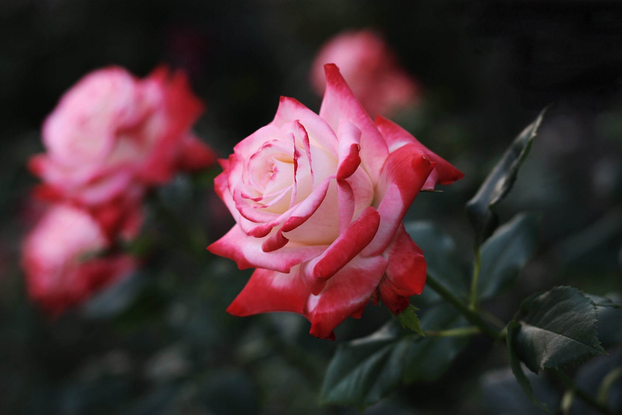 Téléchargez des papiers peints mobile Rose, Terre/nature gratuitement.