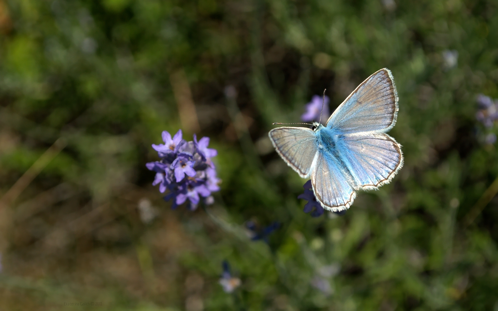 desktop Images butterflies, insects