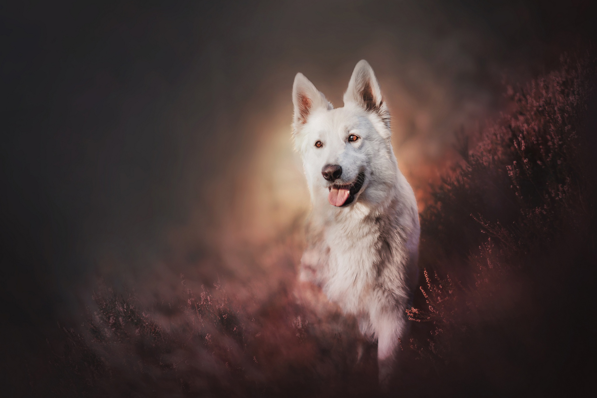 927295 descargar imagen animales, pastor blanco suizo, perro: fondos de pantalla y protectores de pantalla gratis