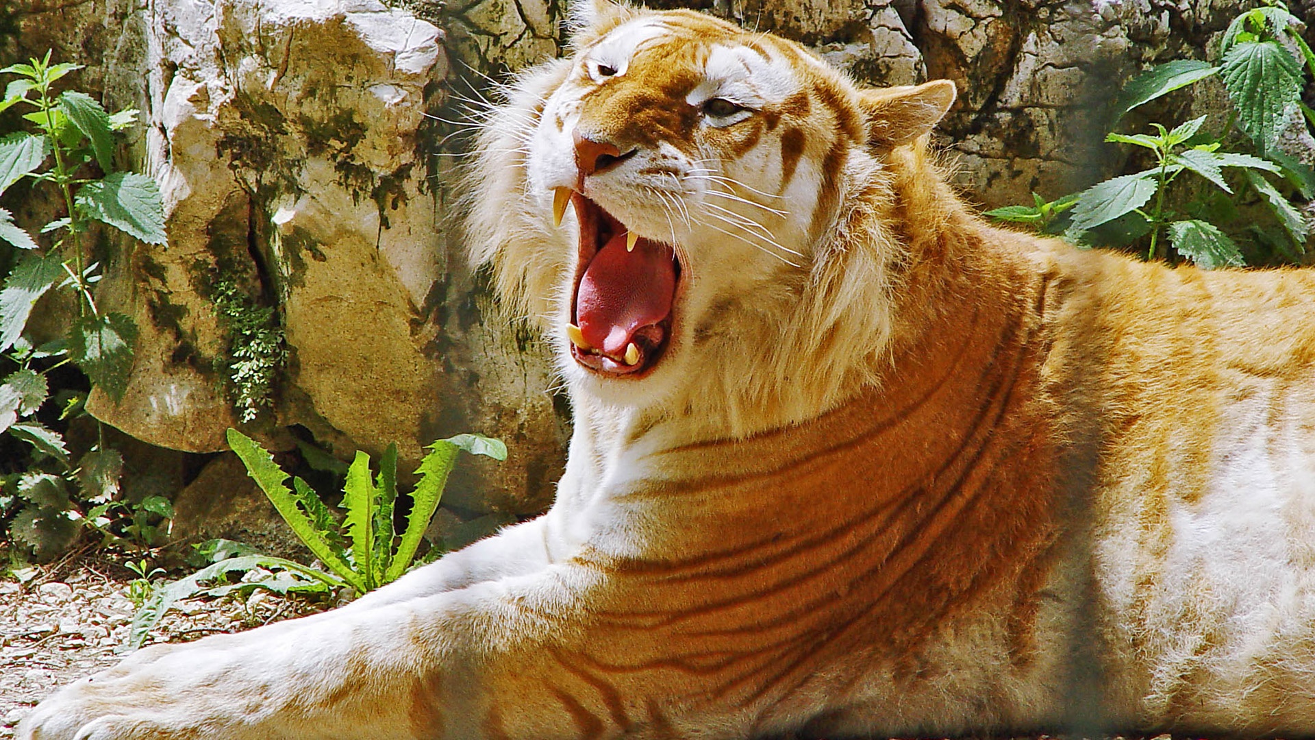 Téléchargez gratuitement l'image Animaux, Tigre sur le bureau de votre PC