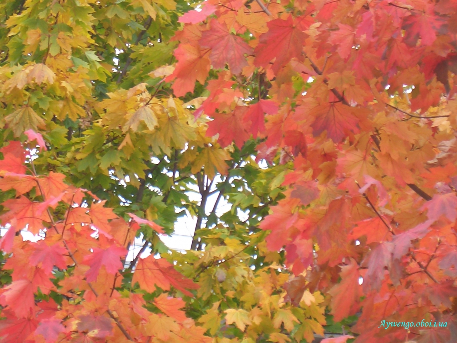 無料モバイル壁紙葉, 背景, 秋をダウンロードします。