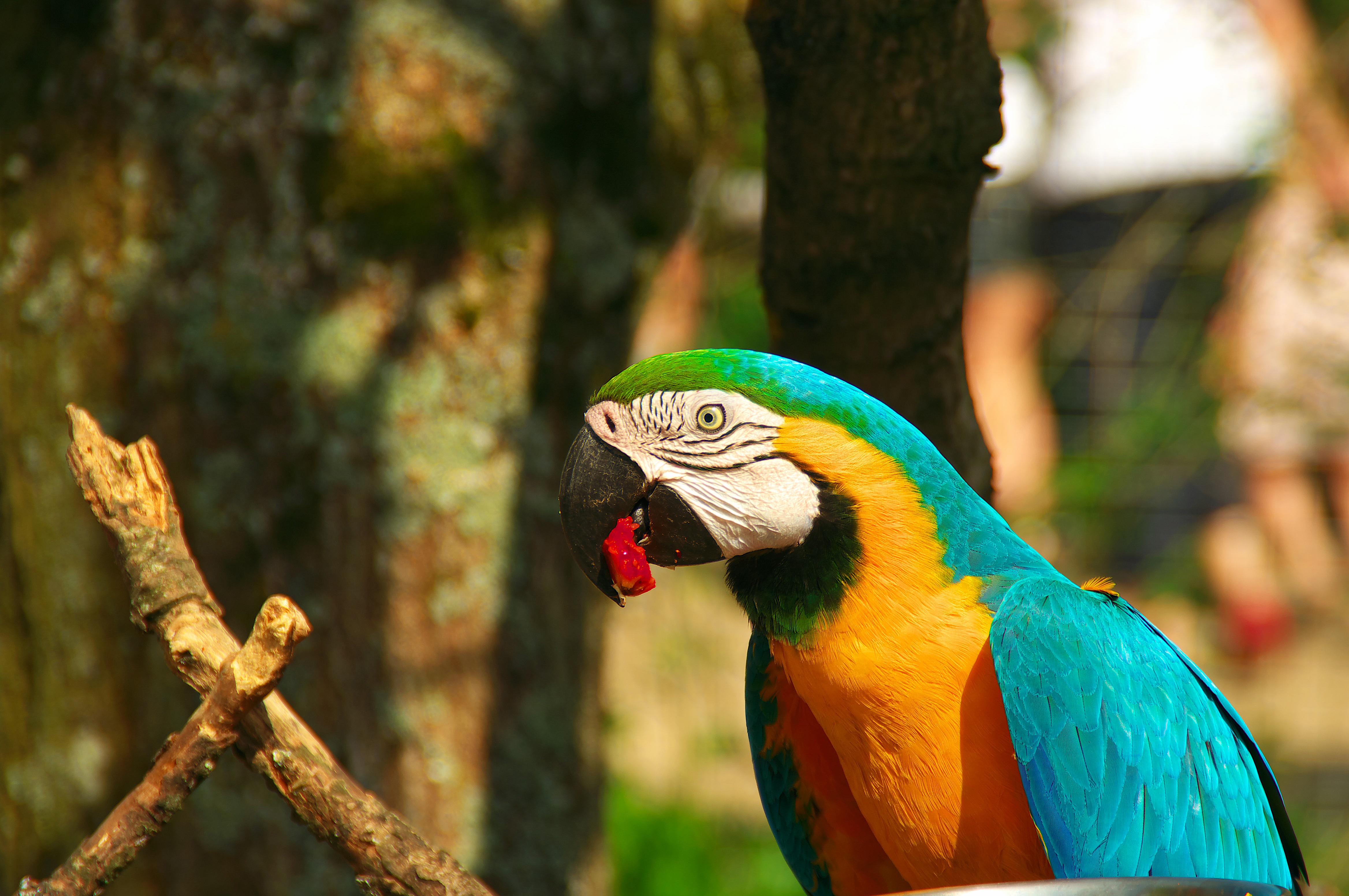 Free download wallpaper Birds, Bird, Animal, Macaw, Blue And Yellow Macaw on your PC desktop