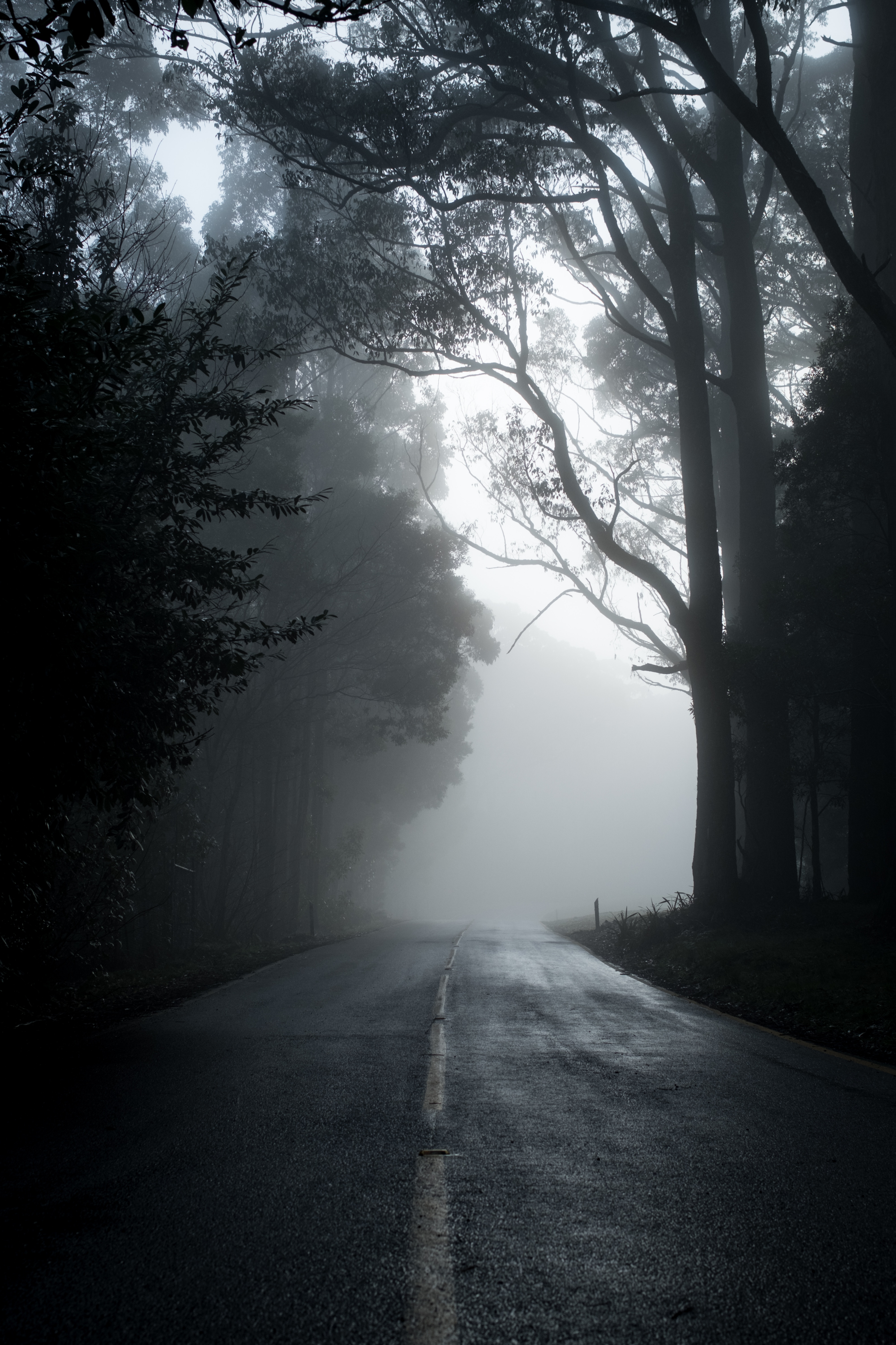 fog, nature, trees, road, asphalt, emptiness, void