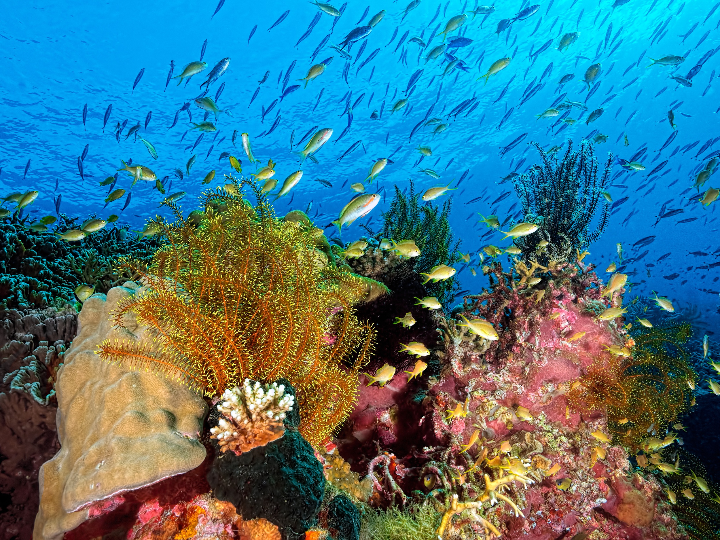 Laden Sie das Tiere, Koralle, Fisch, Unterwasser, Seeleben-Bild kostenlos auf Ihren PC-Desktop herunter