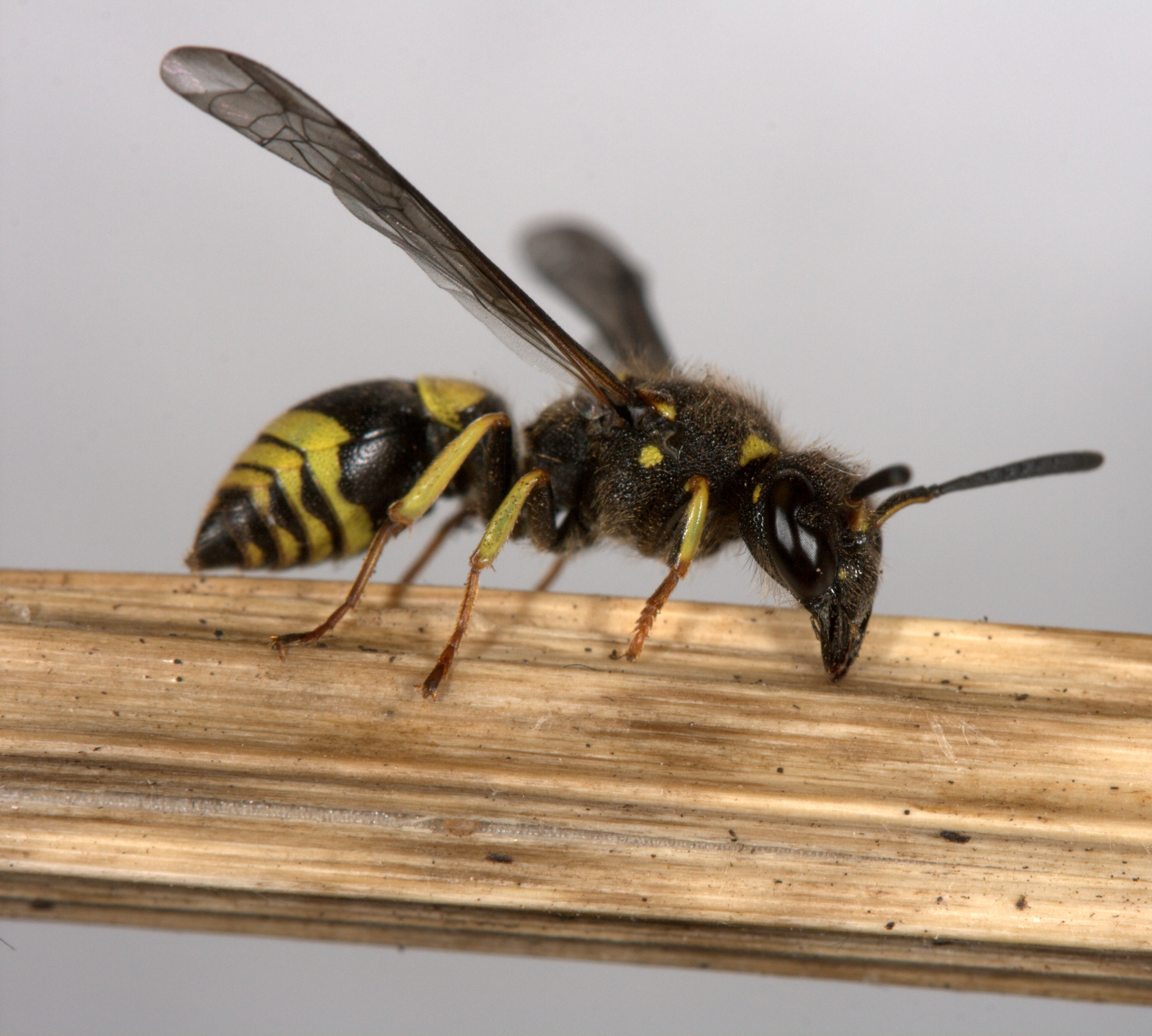 Download mobile wallpaper Wasp, Insects, Animal for free.