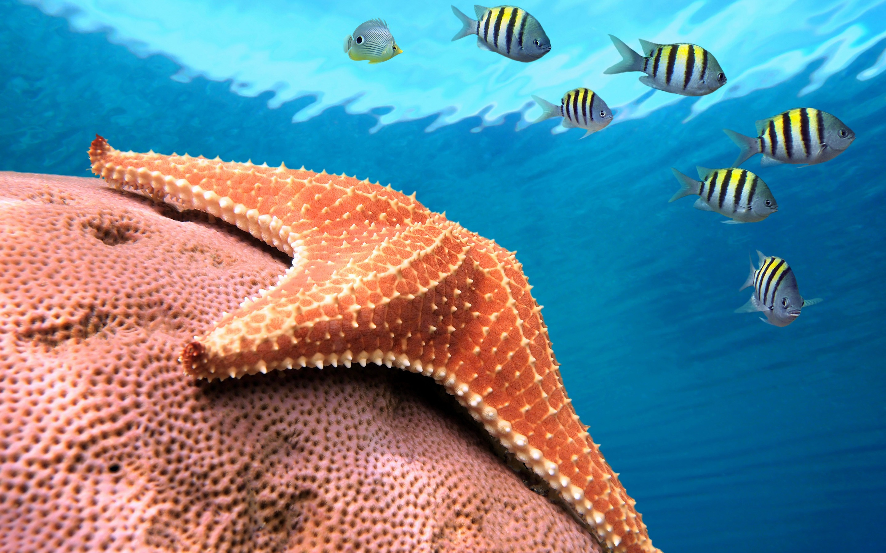 601449 descargar imagen animales, estrella de mar: fondos de pantalla y protectores de pantalla gratis