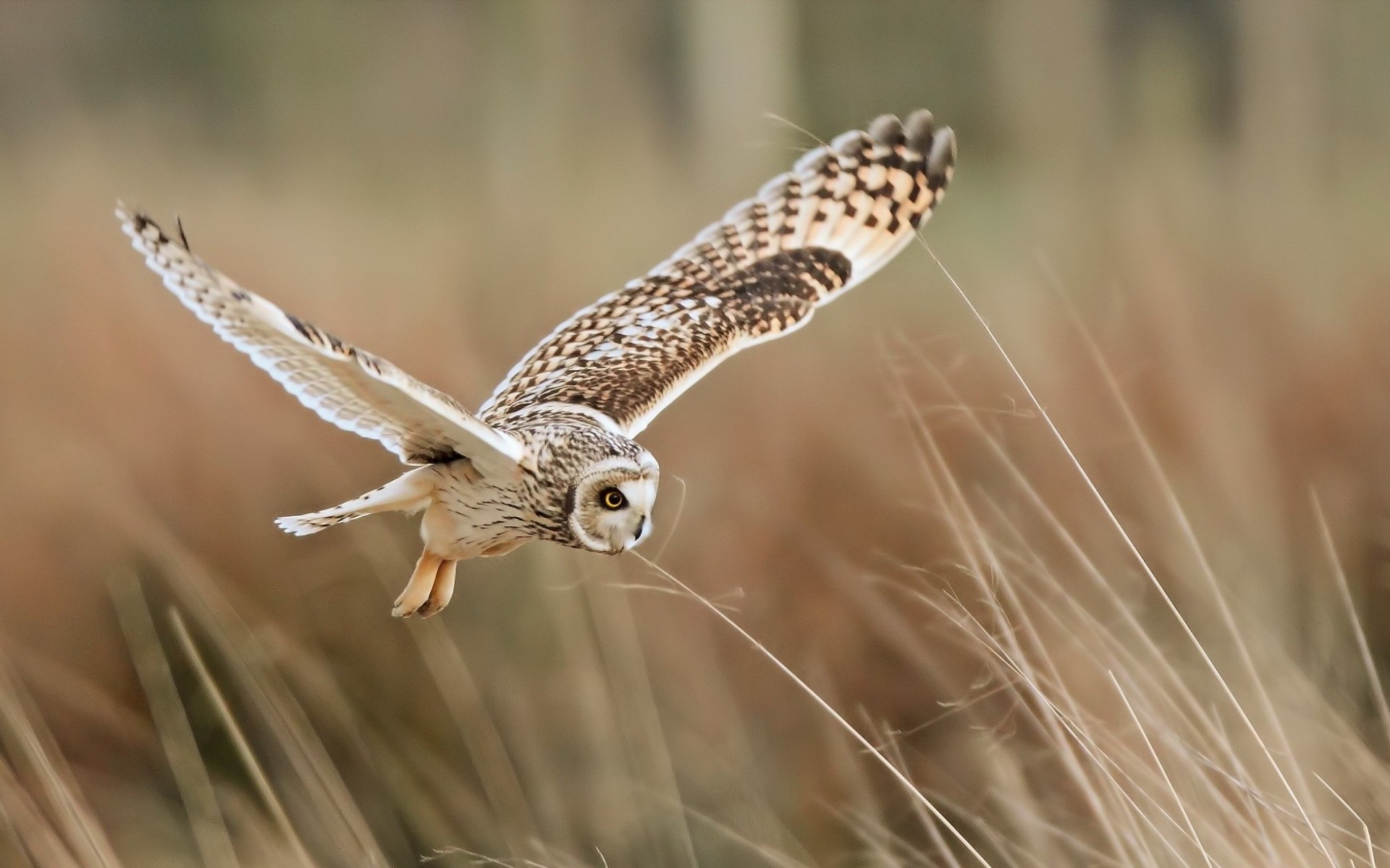 Download mobile wallpaper Flight, Owl, Birds, Animal, Wings for free.