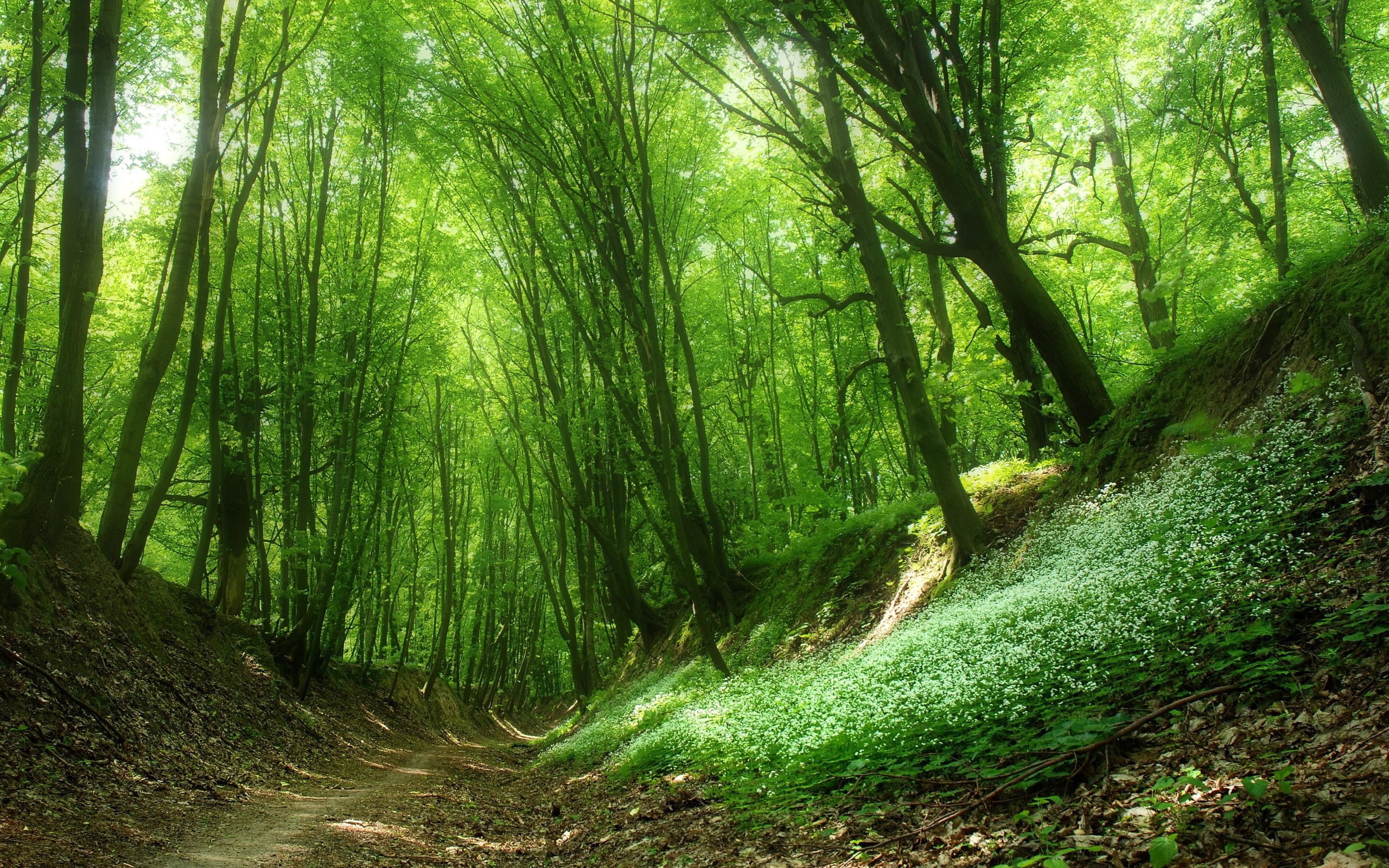 Téléchargez des papiers peints mobile Chemin, Terre/nature gratuitement.