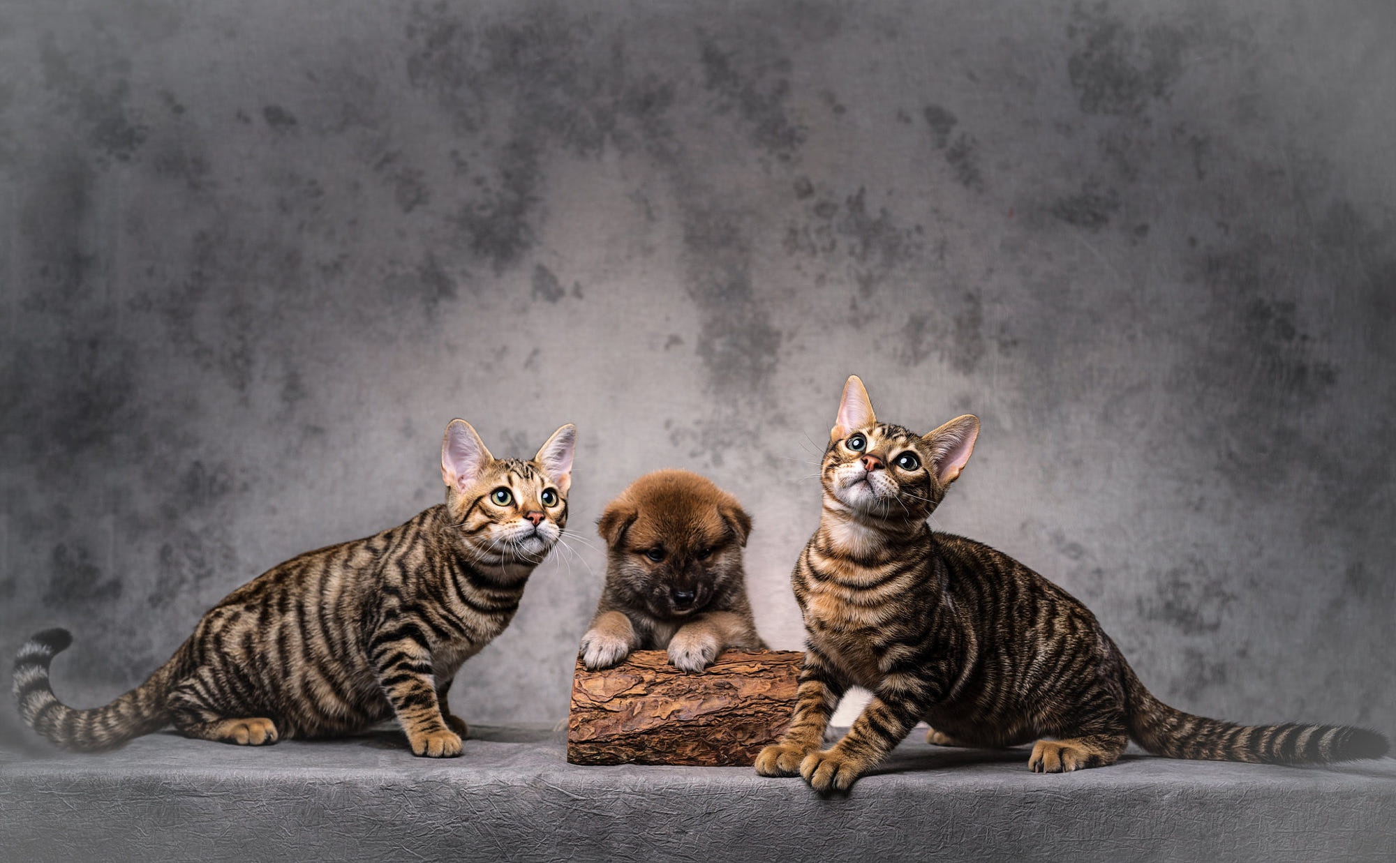 Download mobile wallpaper Animal, Cat & Dog for free.