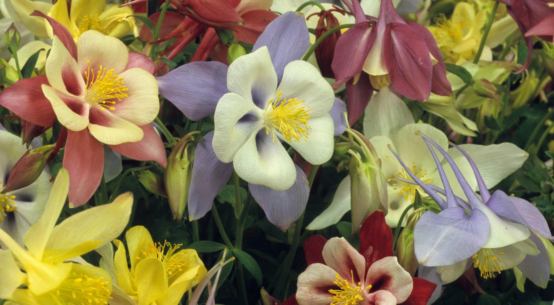 Free download wallpaper Flowers, Aquilegia, Bright, Multicolored on your PC desktop