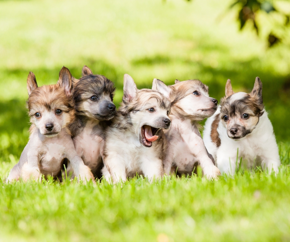 Download mobile wallpaper Dogs, Grass, Dog, Animal, Puppy, Cute, Chinese Crested Dog for free.
