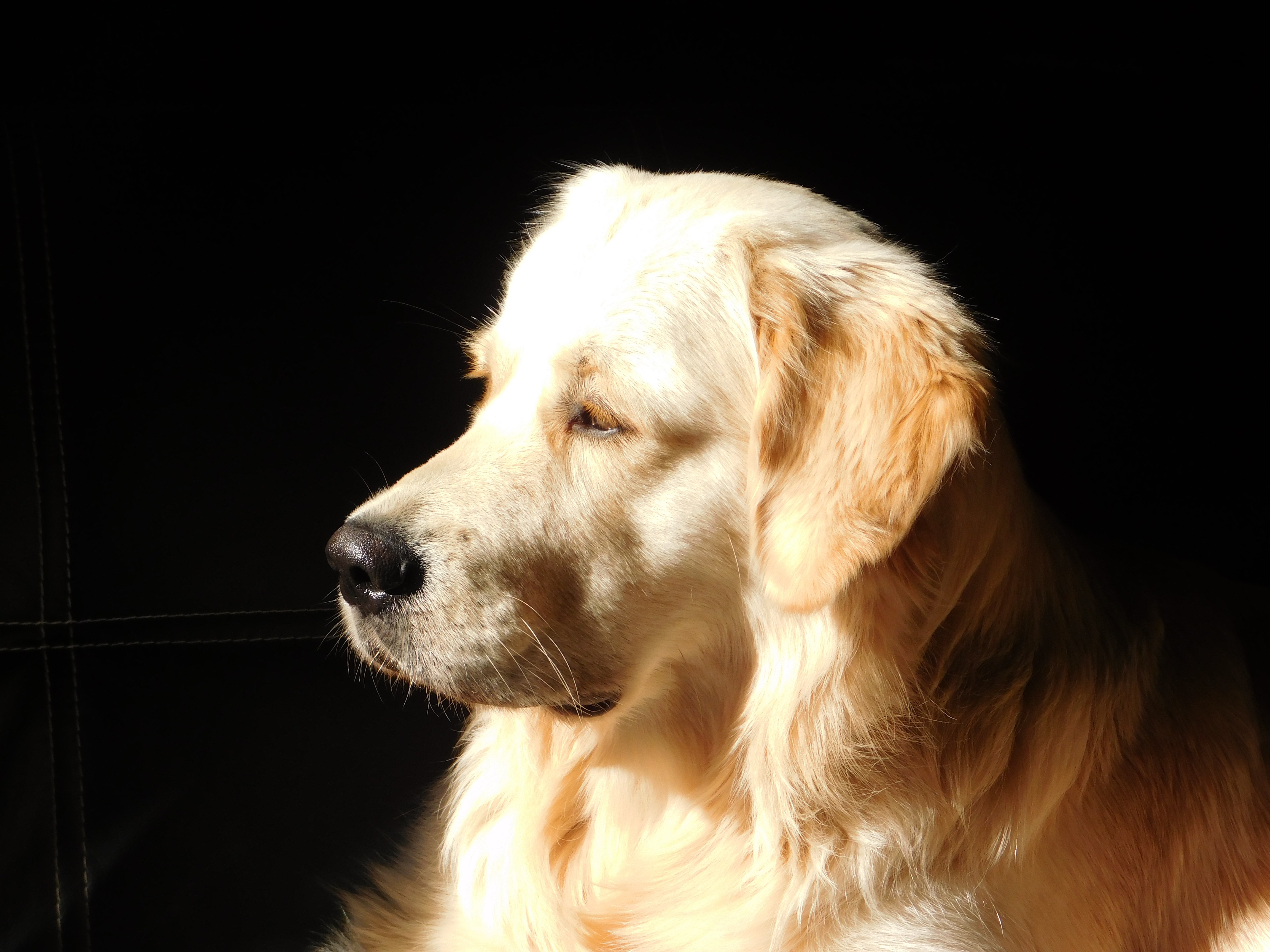 Laden Sie das Schnauze, Sonnenlicht, Profil, Hund, Tiere-Bild kostenlos auf Ihren PC-Desktop herunter