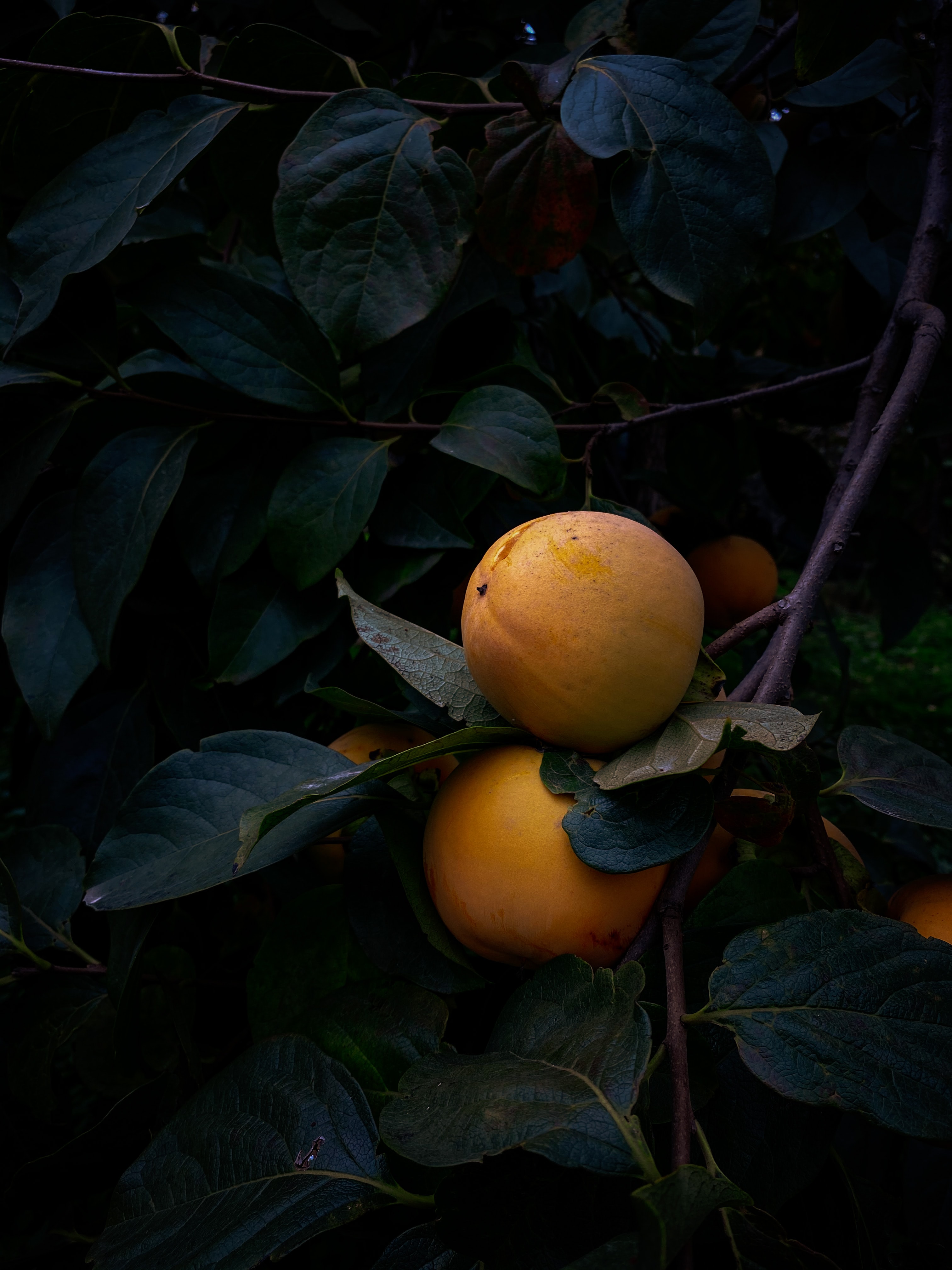 branch, leaves, quince, yellow, macro, fruit images
