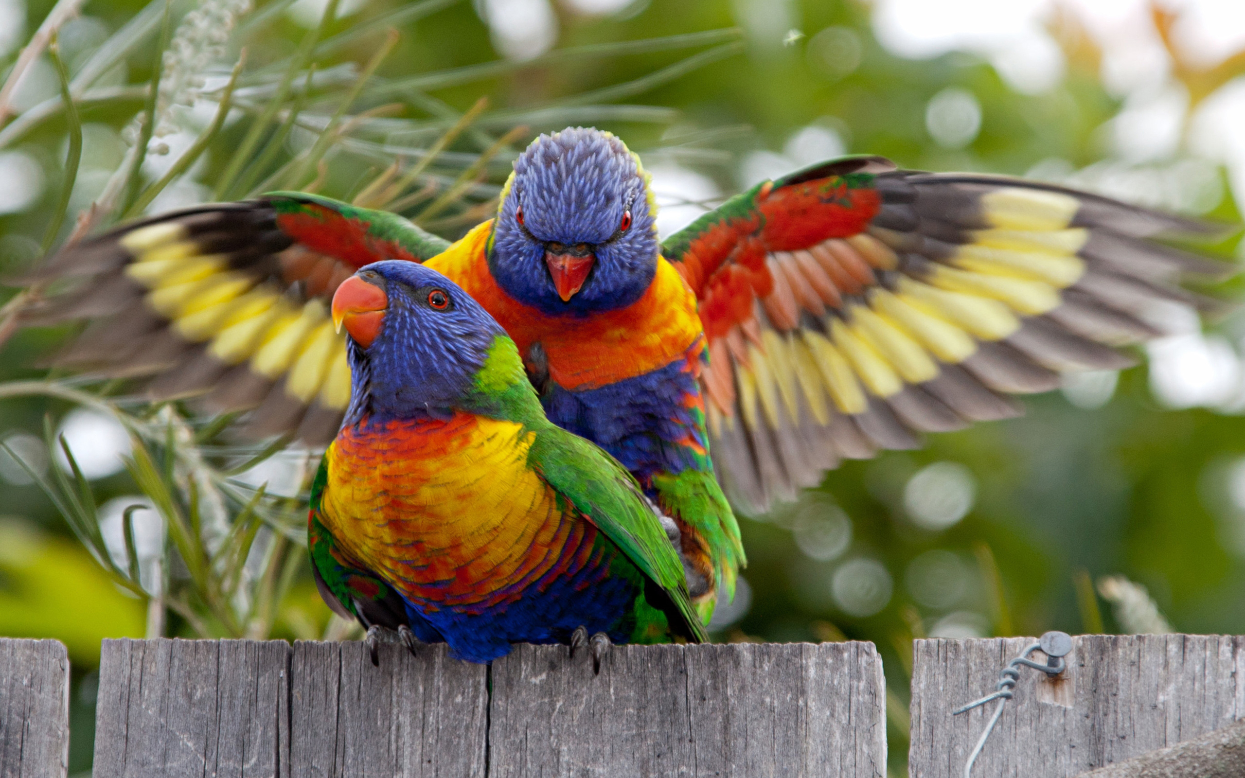 Download mobile wallpaper Birds, Bird, Animal, Rainbow Lorikeet for free.