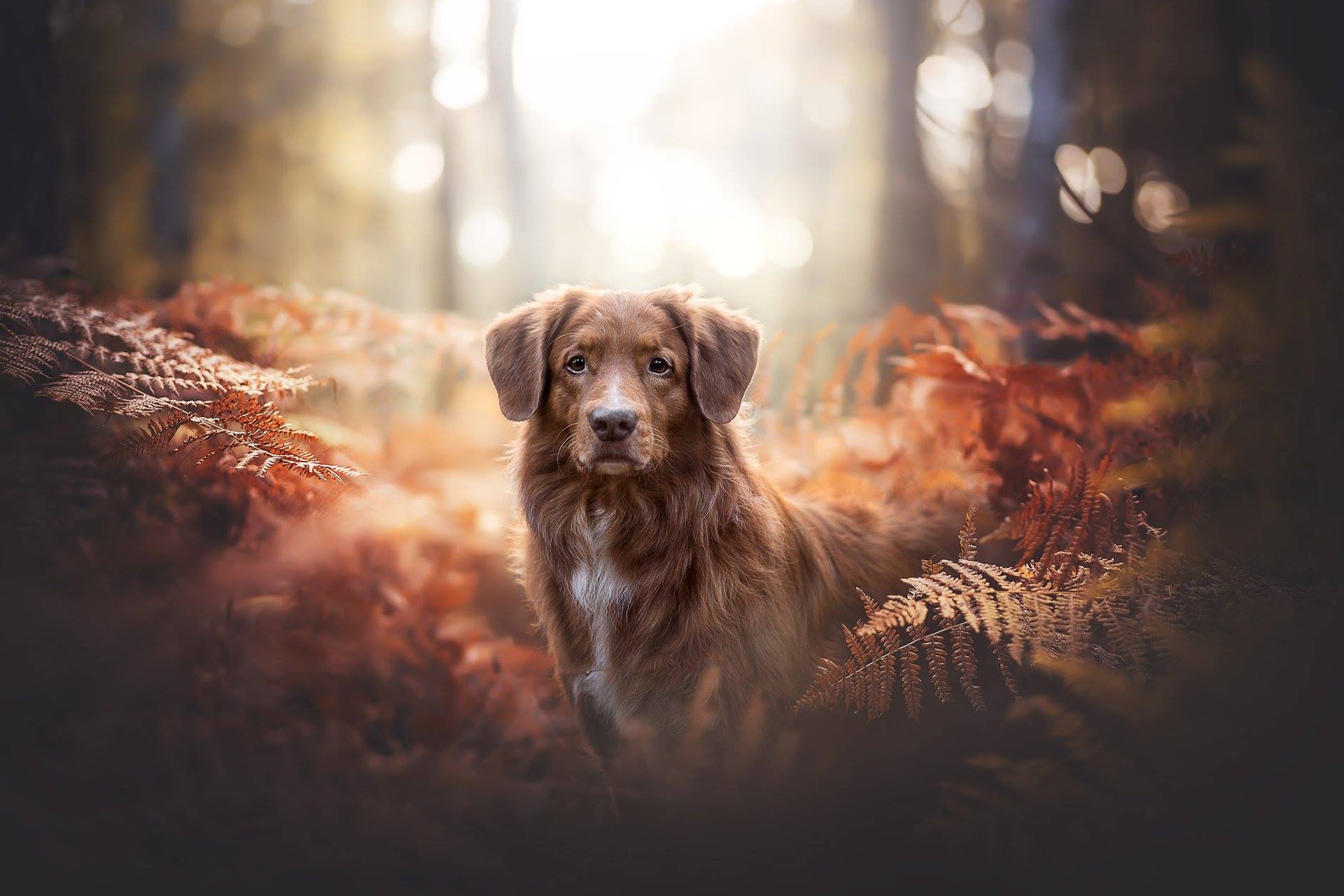 Handy-Wallpaper Tiere, Hunde, Herbst, Hund, Nova Scotia Duck Tolling Retriever, Starren kostenlos herunterladen.