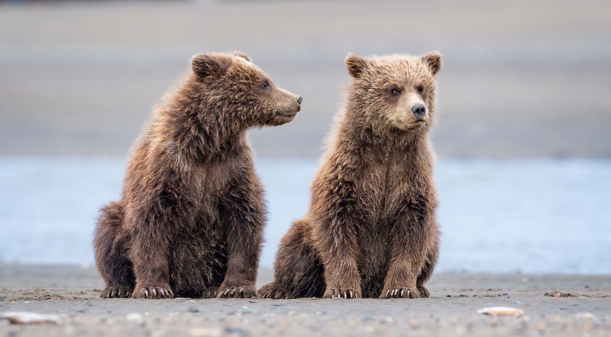 Download mobile wallpaper Bears, Bear, Animal, Cub for free.