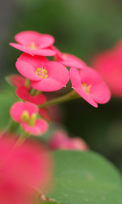 Descarga gratuita de fondo de pantalla para móvil de Flores, Flor, Tierra/naturaleza.