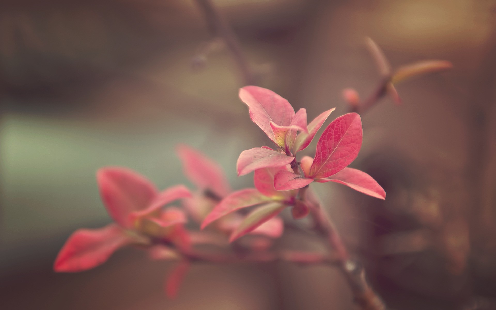 Free download wallpaper Macro, Leaf, Photography on your PC desktop