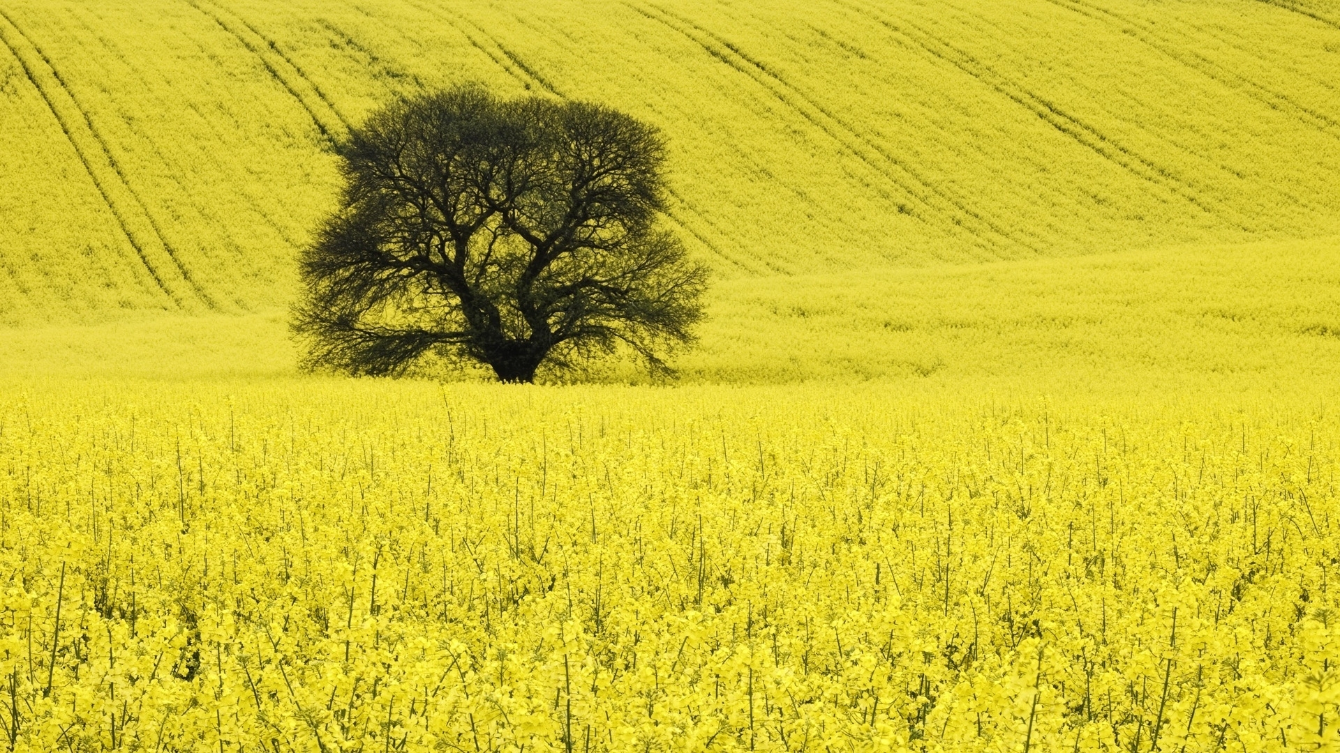 30863 télécharger l'image les champs, paysage, arbres, jaune - fonds d'écran et économiseurs d'écran gratuits