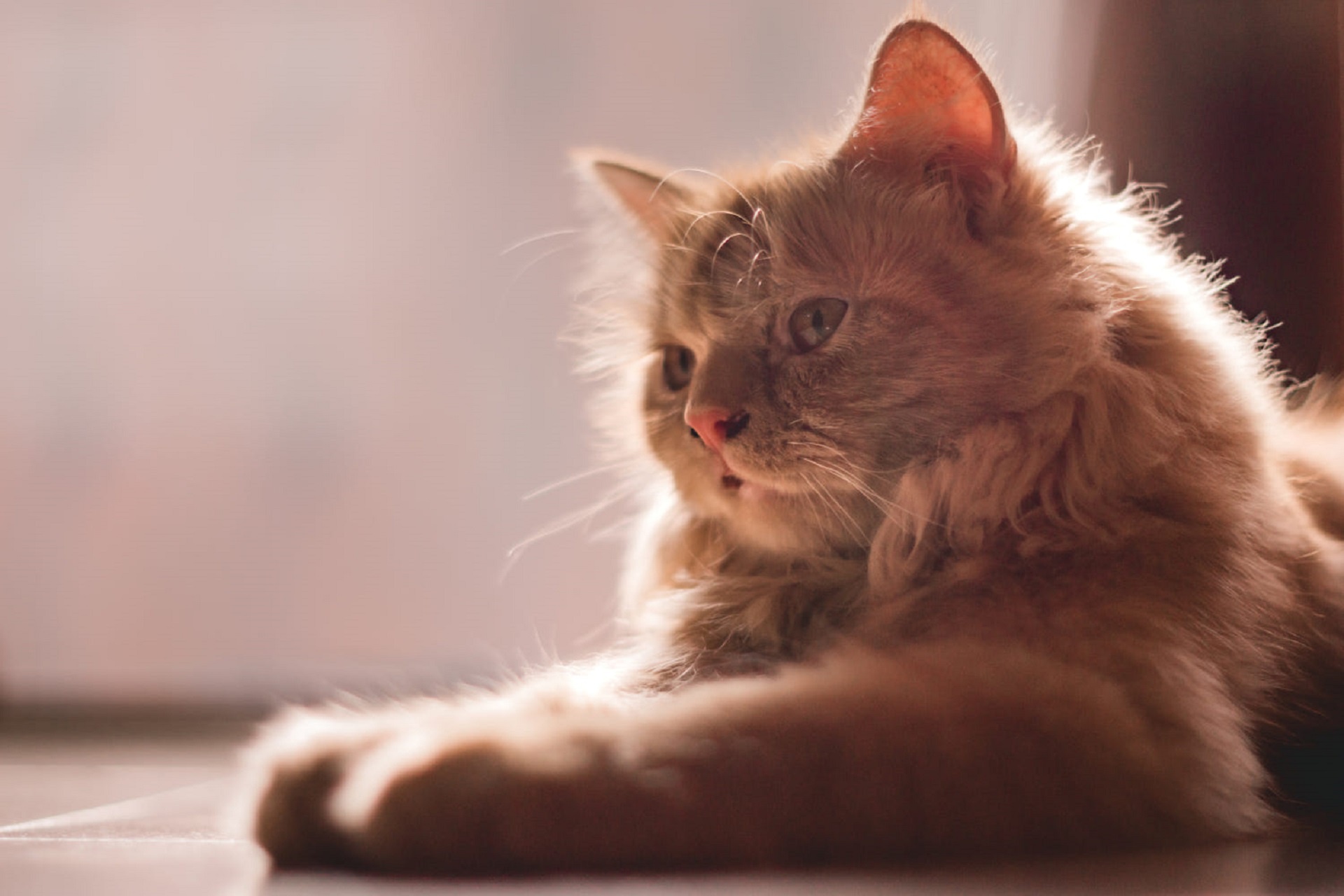 Téléchargez gratuitement l'image Animaux, Chats, Chat sur le bureau de votre PC