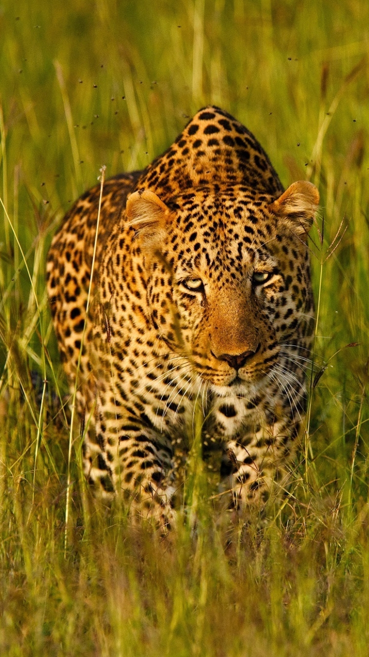 Download mobile wallpaper Cats, Grass, Leopard, Animal for free.