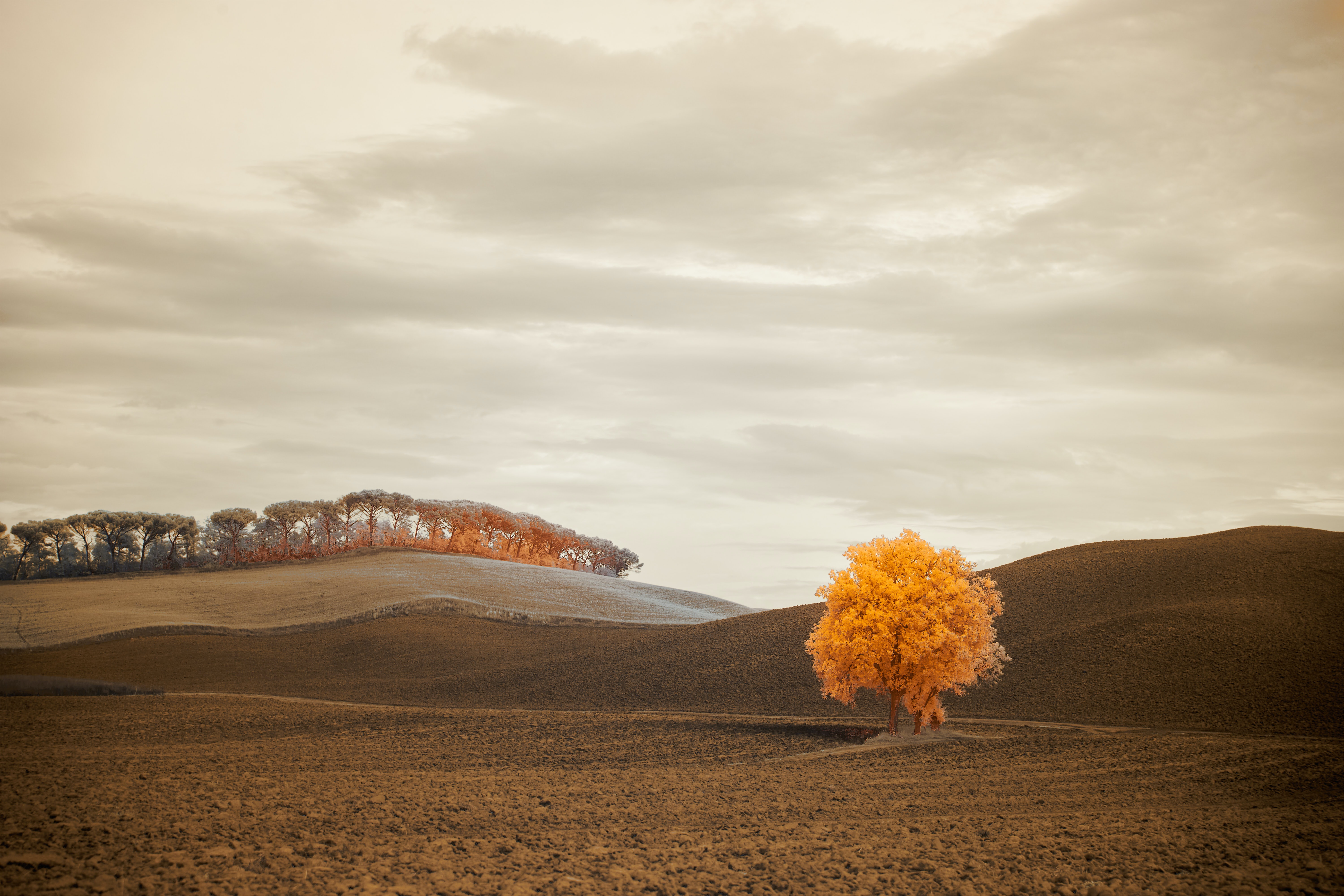 Download mobile wallpaper Field, Wood, Autumn, Horizon, Tree, Nature for free.